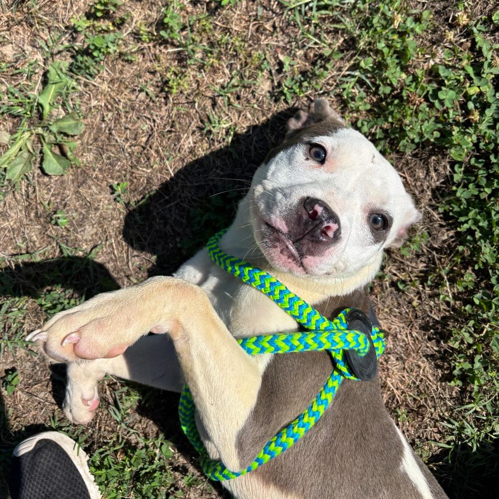 Nola, a Adoptable Pit Bull Terrier in Roxboro, NC image 4/6
