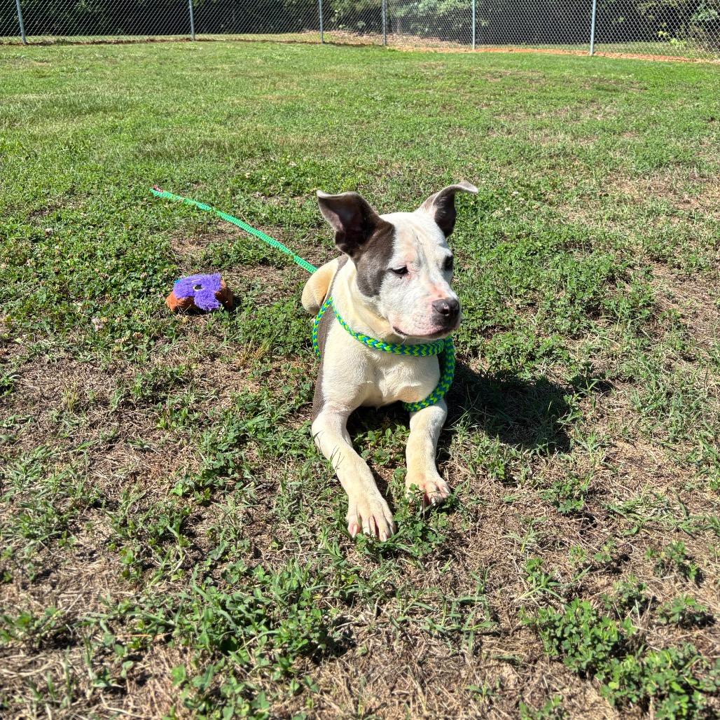 Nola, a Adoptable Pit Bull Terrier in Roxboro, NC image 5/6