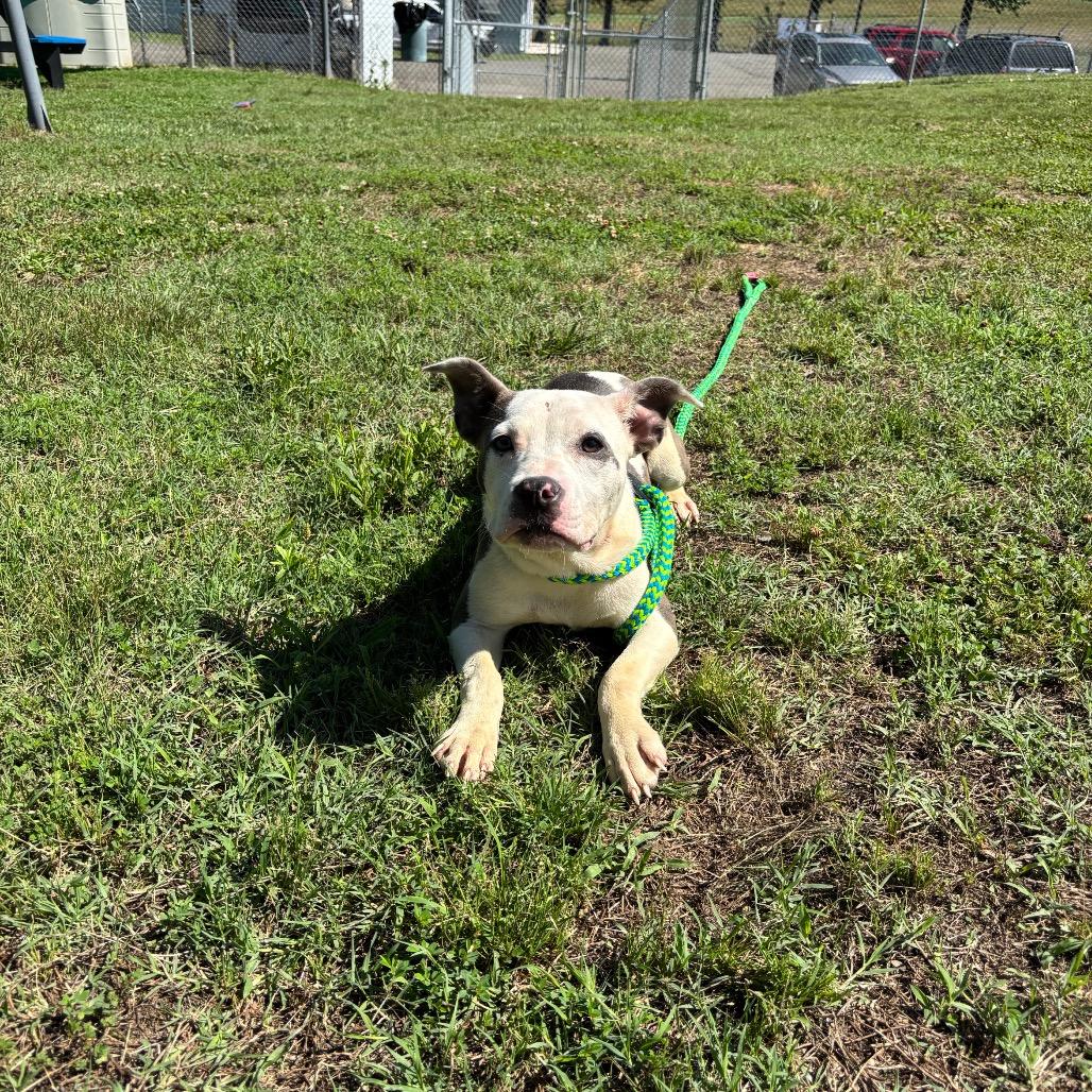 Nola, a Adoptable Pit Bull Terrier in Roxboro, NC image 6/6