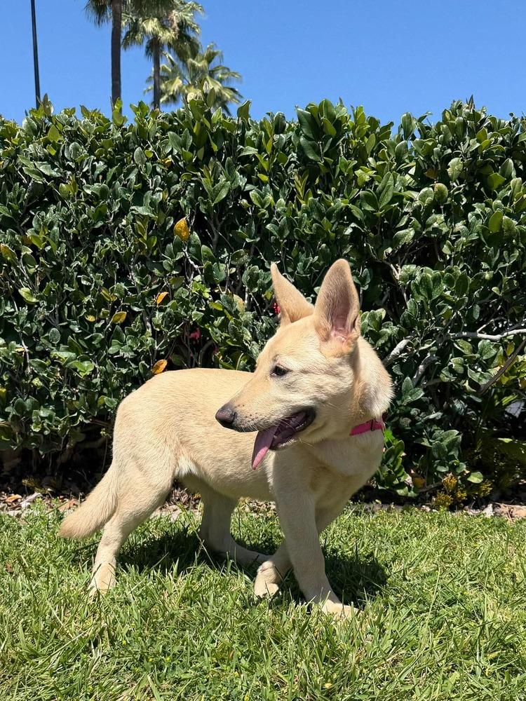 Bugsy, a Adoptable mixed breed in Mission Viejo, CA image 1/6