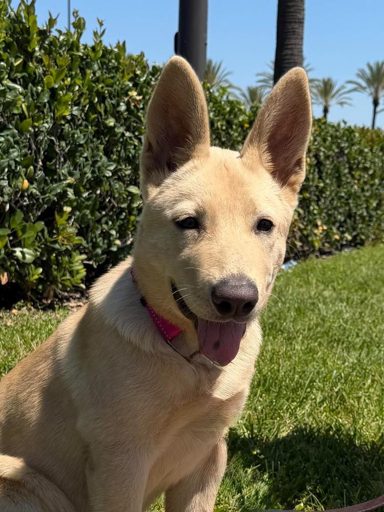 Bugsy, a Adoptable mixed breed in Mission Viejo, CA image 2/6