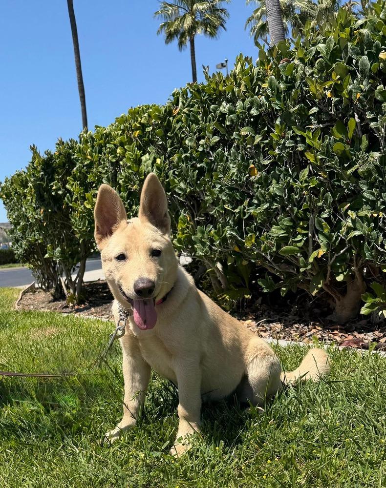 Bugsy, a Adoptable mixed breed in Mission Viejo, CA image 3/6