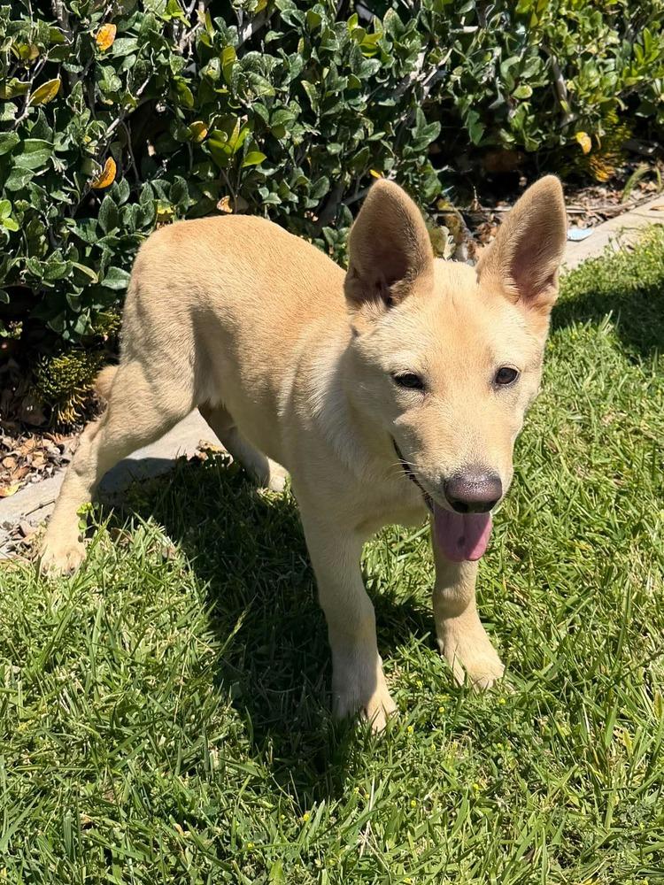Bugsy, a Adoptable mixed breed in Mission Viejo, CA image 4/6