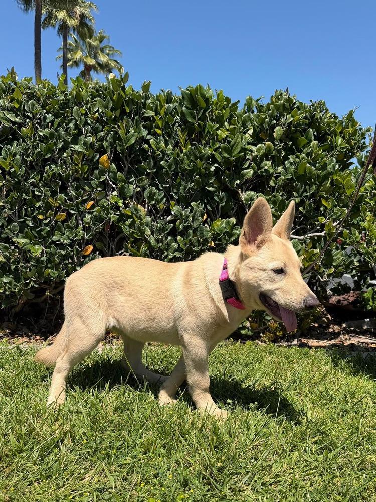 Bugsy, a Adoptable mixed breed in Mission Viejo, CA image 5/6