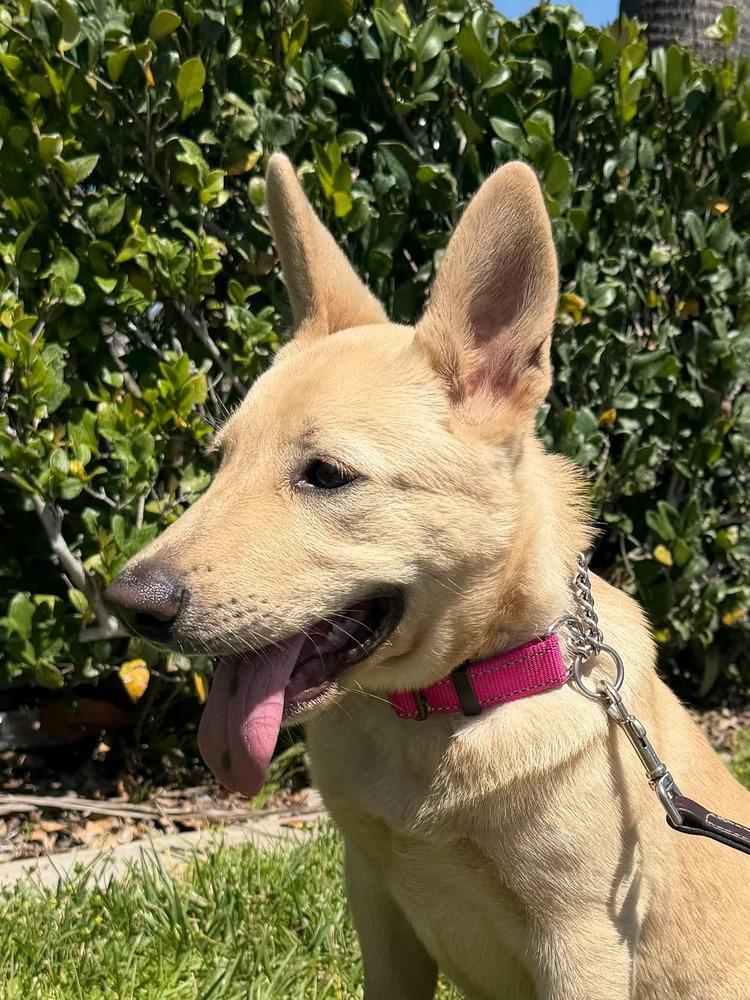 Bugsy, a Adoptable mixed breed in Mission Viejo, CA image 6/6