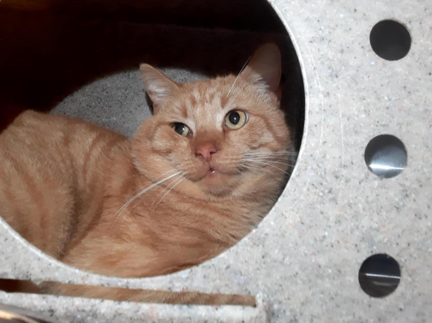 Enlarge FARRO, a Adoptable Domestic Medium Hair in Hagerstown, MD image 1/1