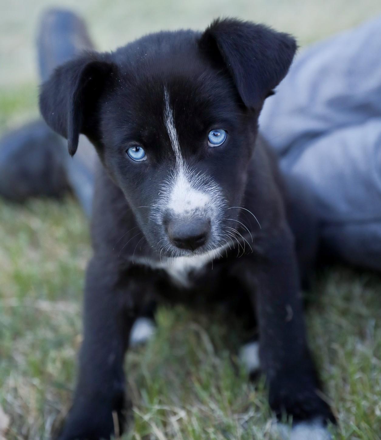 Elsa, Adoptable, Puppy Female Husky & Labrador Retriever.