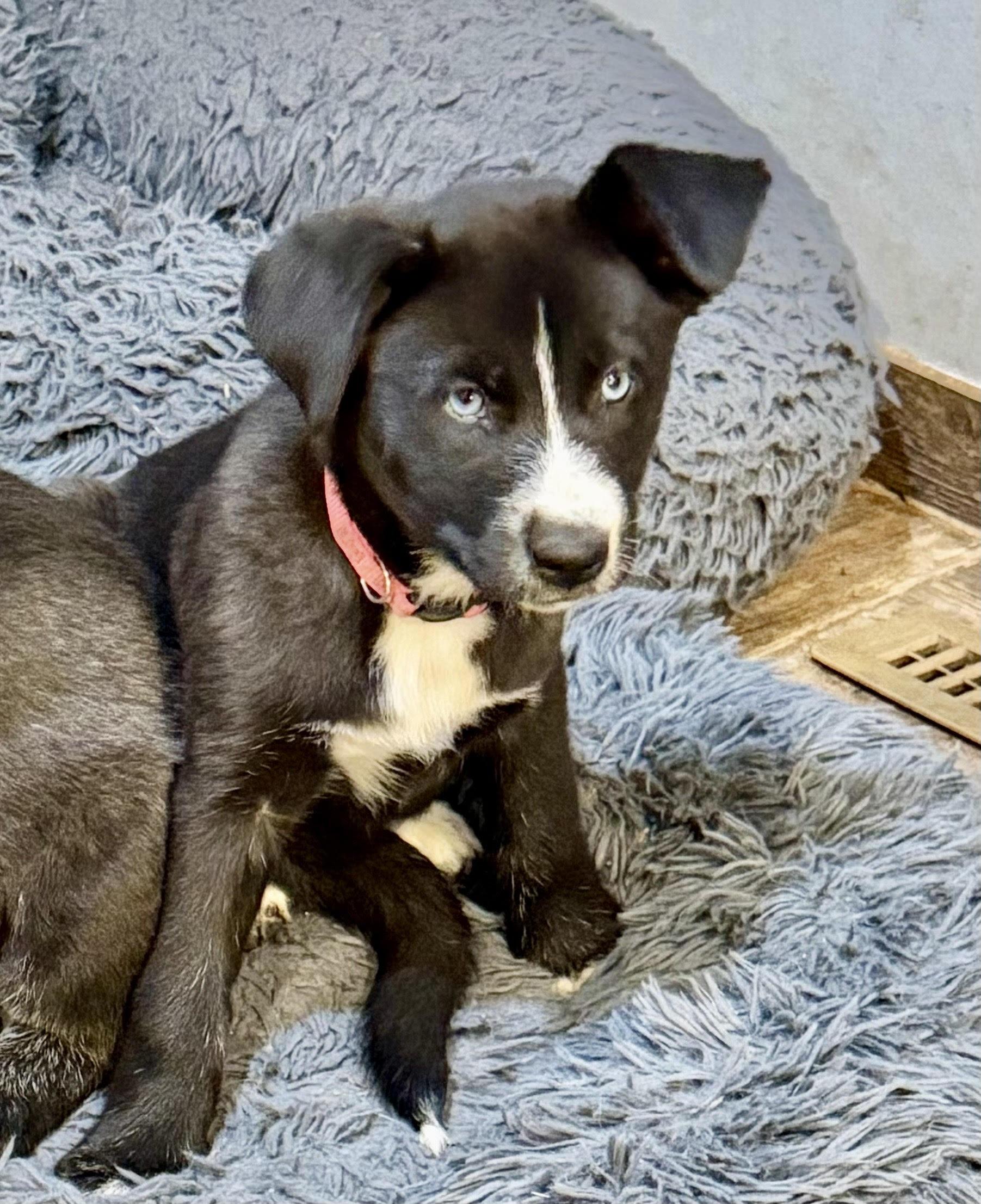 Elsa, a Adoptable mixed breed in Minneapolis, MN image 4/6