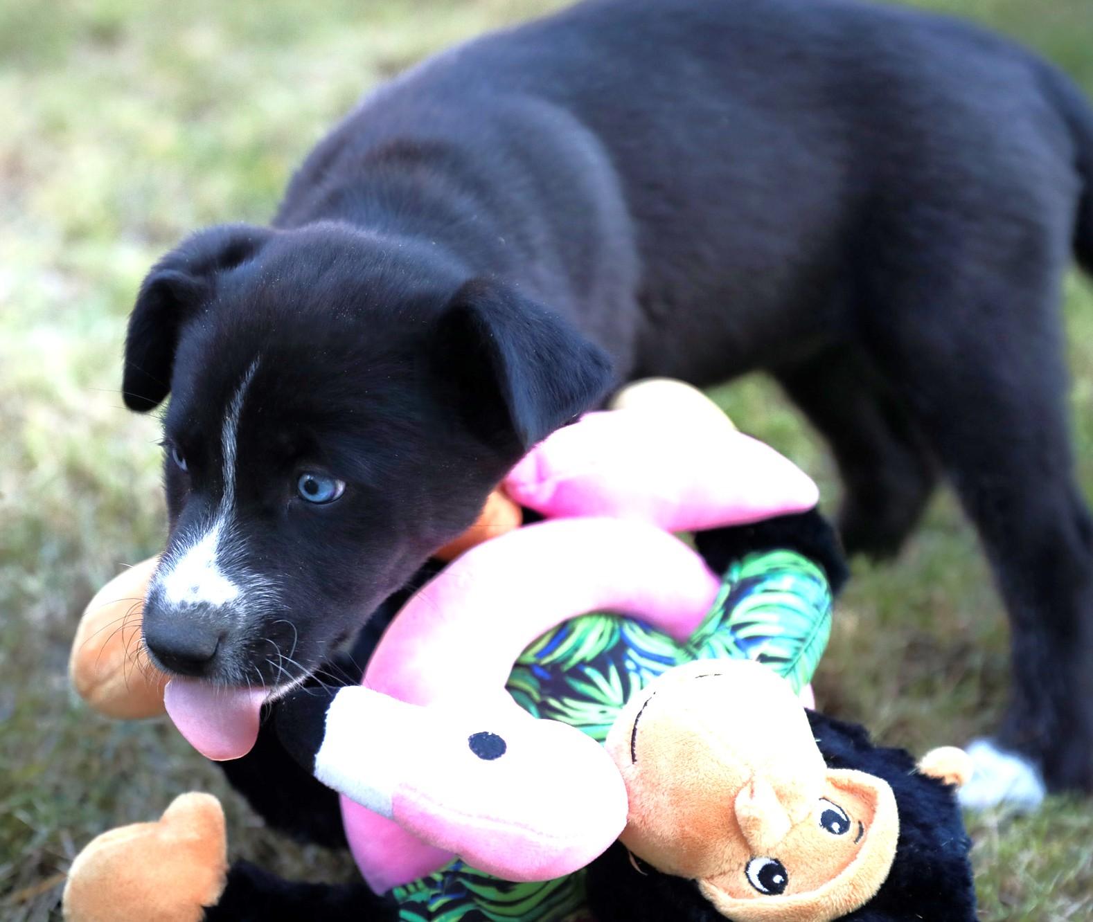 Elsa, a Adoptable mixed breed in Minneapolis, MN image 3/6