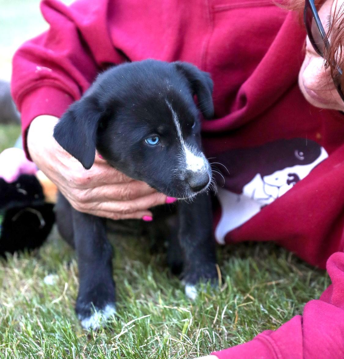 Elsa, a Adoptable mixed breed in Minneapolis, MN image 2/6