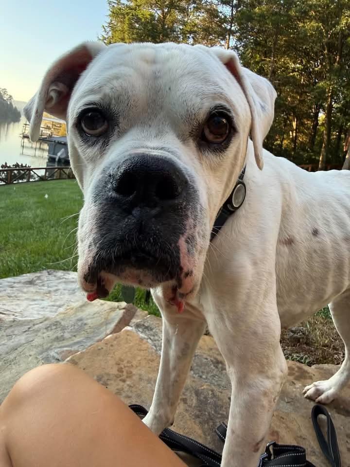 Enlarge Burt, a Adoptable Boxer in Middlesex, NJ image 4/4