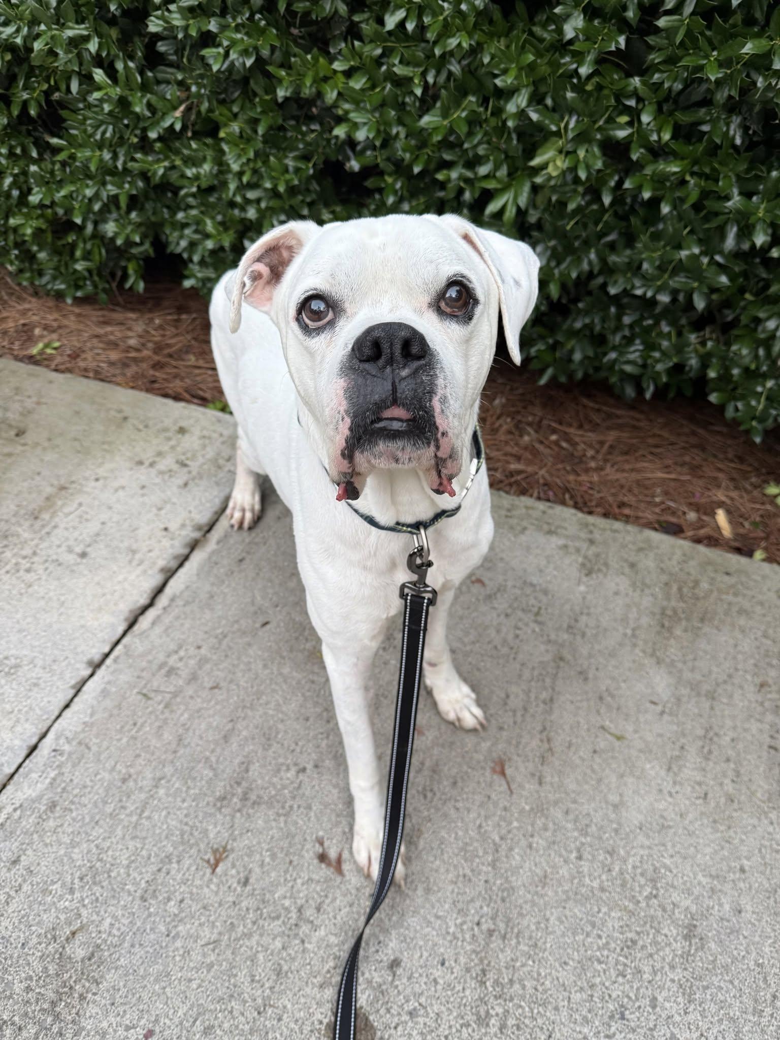 Enlarge Burt, a Adoptable Boxer in Middlesex, NJ image 1/4
