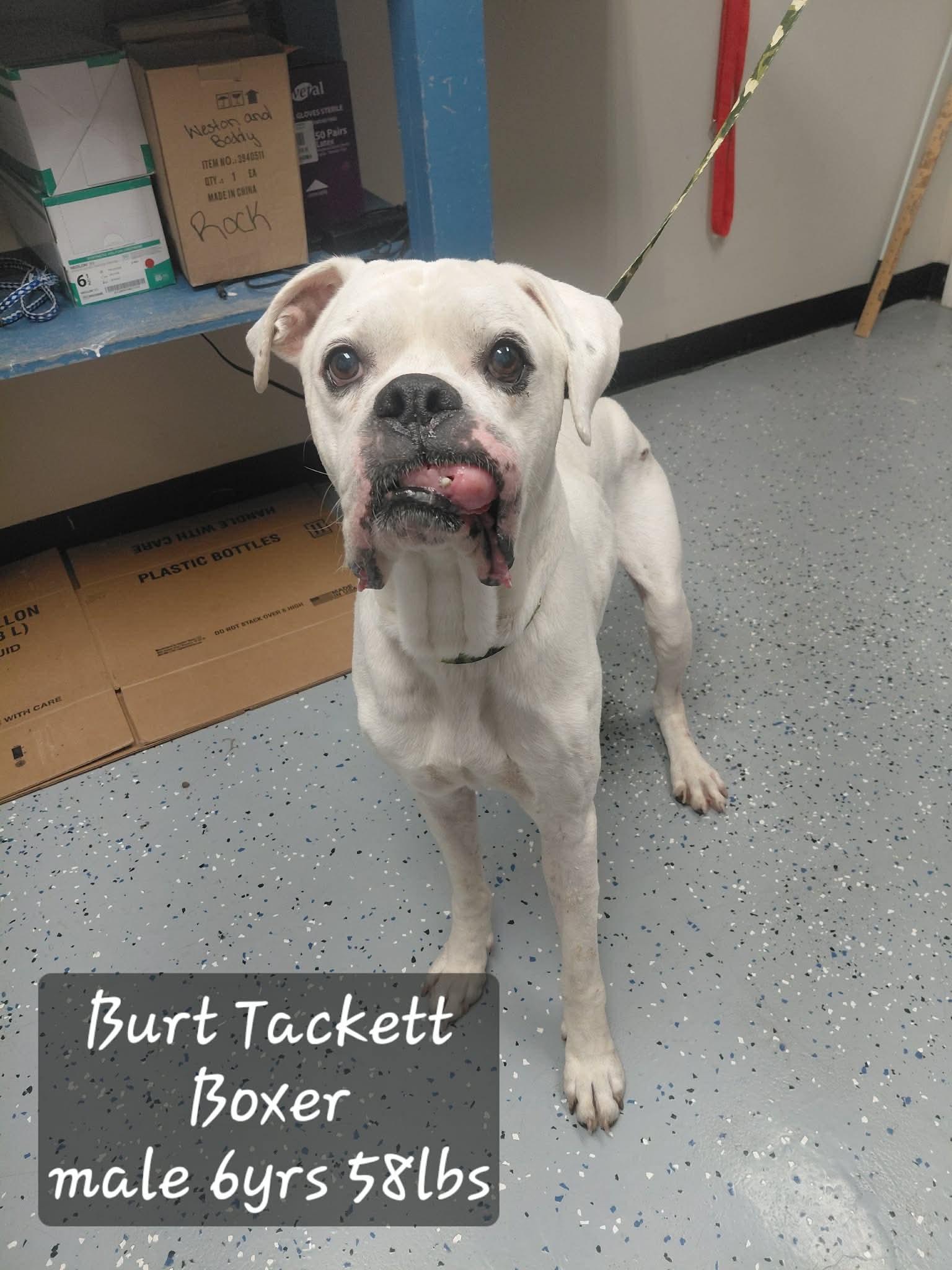 Enlarge Burt, a Adoptable Boxer in Middlesex, NJ image 3/4