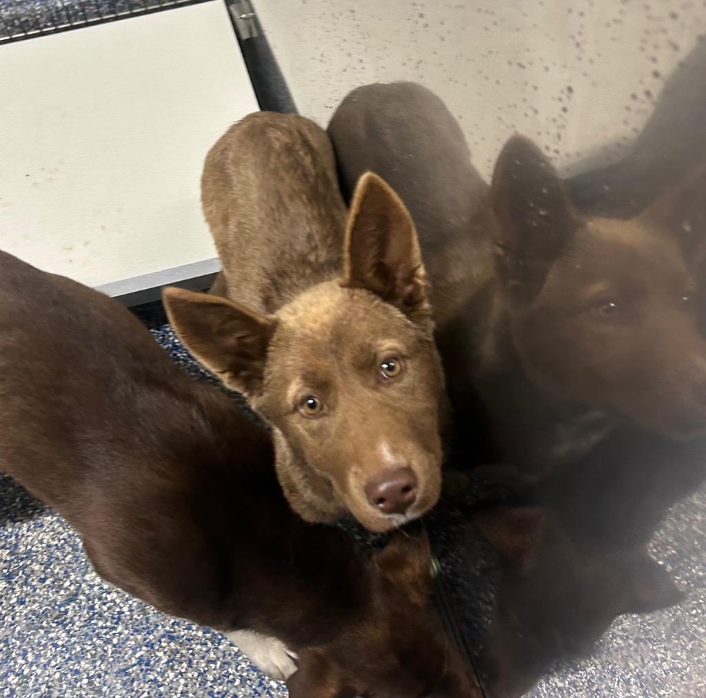 Katara, Adoptable, Young Female Labrador Retriever & Shepherd.