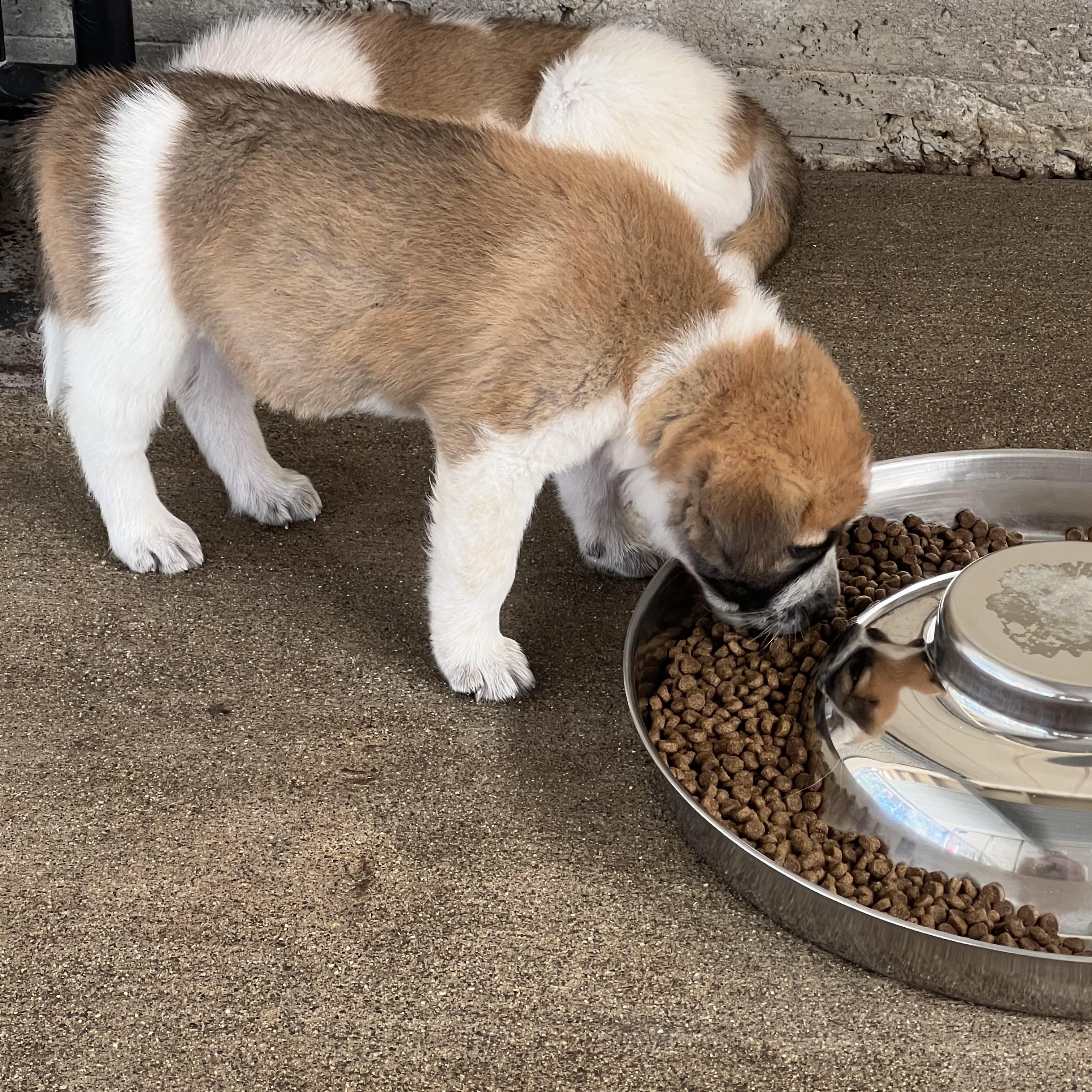 Enlarge Eight Puppies, Eight Unique Personalities — Applications Open, a Adoptable mixed breed in Granite Bay, CA image 2/6