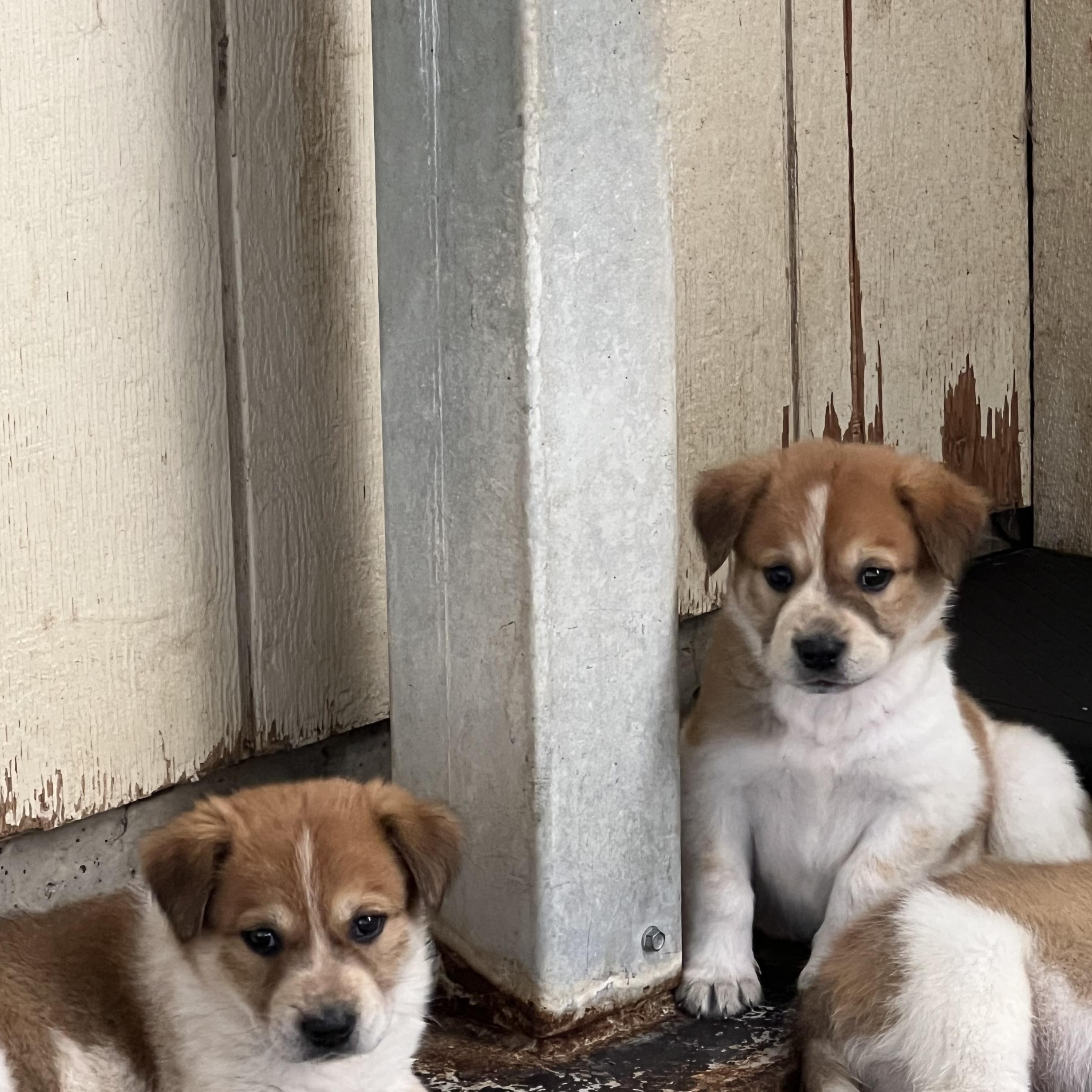 Enlarge Eight Puppies, Eight Unique Personalities — Applications Open, a Adoptable mixed breed in Granite Bay, CA image 5/6