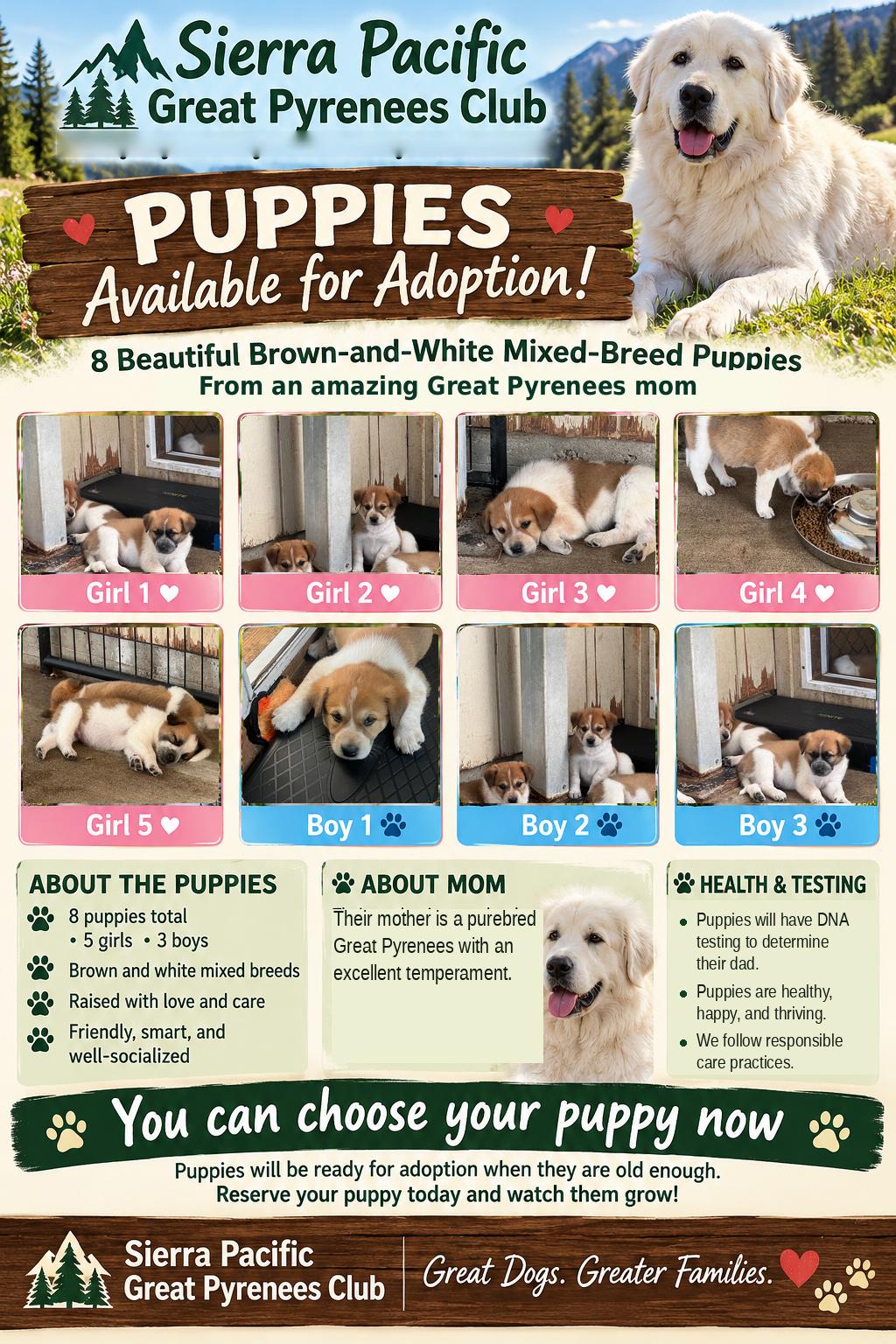 Enlarge Eight Puppies, Eight Unique Personalities — Applications Open, a Adoptable mixed breed in Granite Bay, CA image 3/6