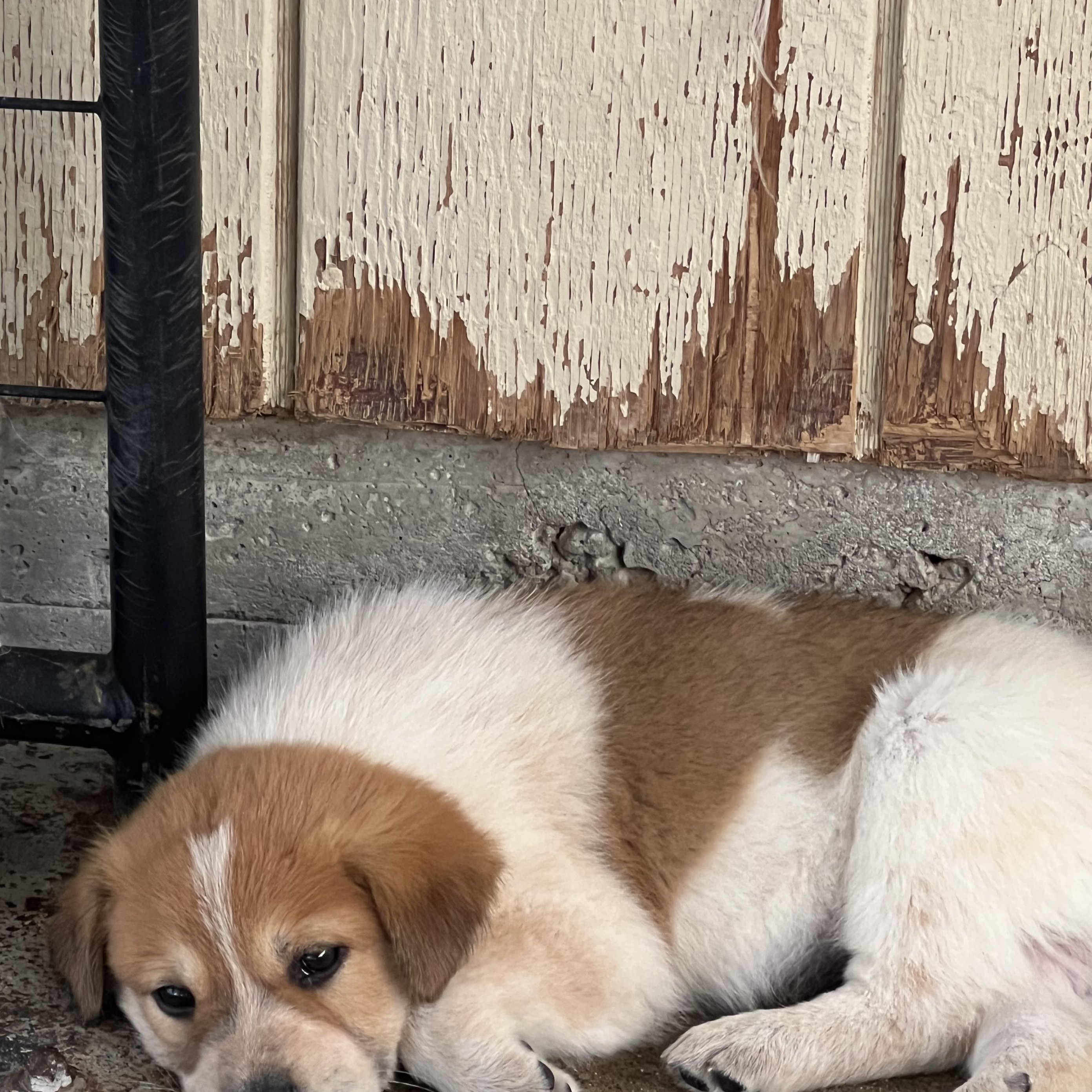 Enlarge Eight Puppies, Eight Unique Personalities — Applications Open, a Adoptable mixed breed in Granite Bay, CA image 4/6