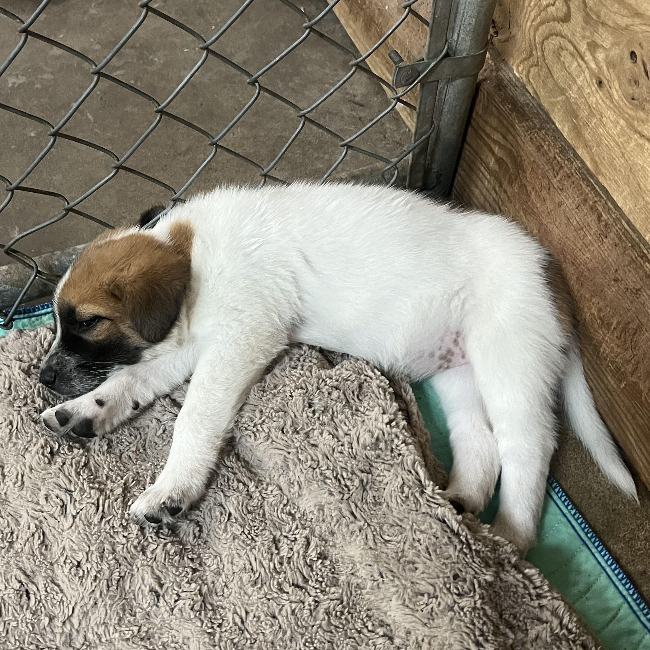Enlarge Eight Puppies, Eight Unique Personalities — Applications Open, a Adoptable mixed breed in Granite Bay, CA image 6/6
