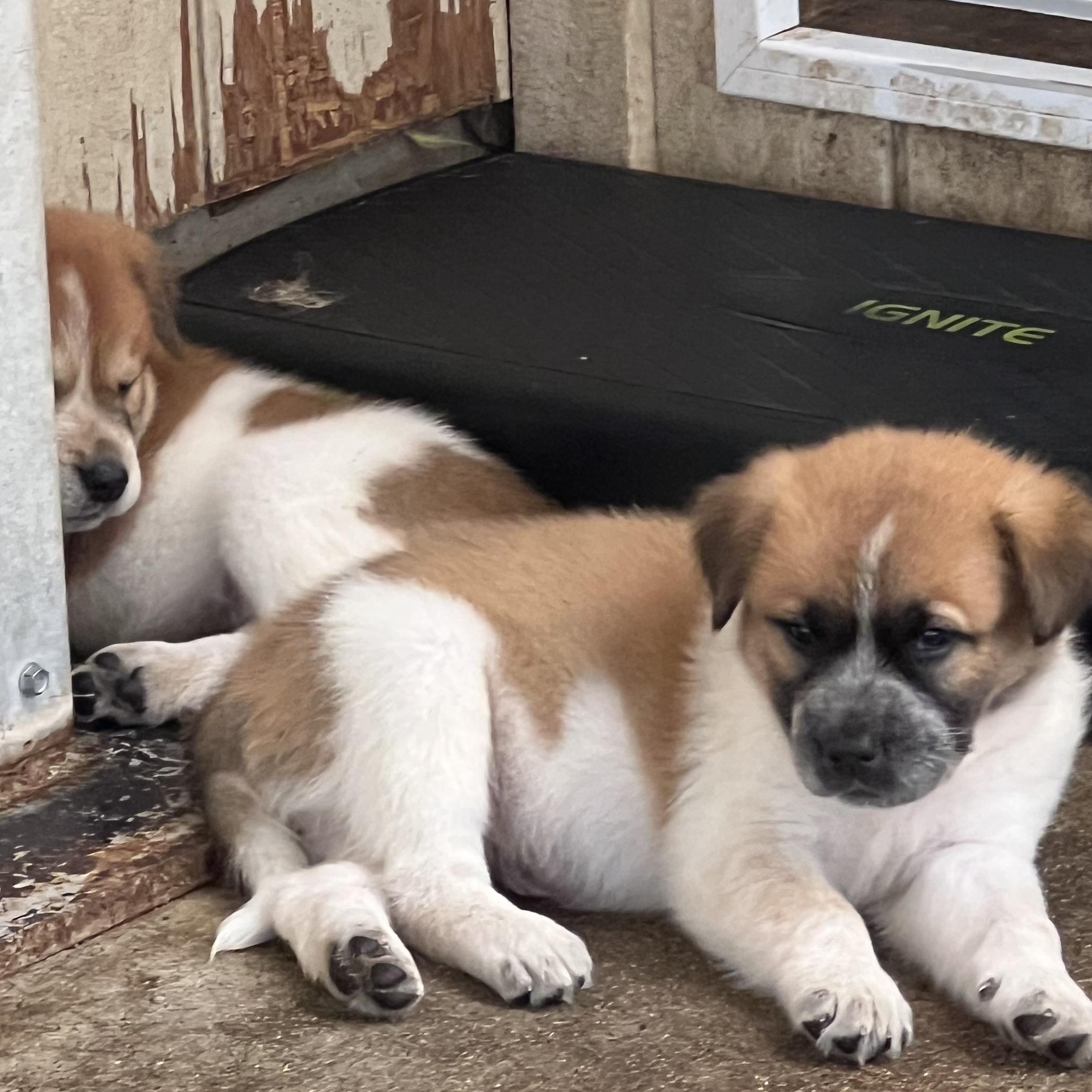 Eight Puppies, Eight Unique Personalities — Applications Open, Adoptable, Puppy Female Great Pyrenees & German Shepherd Dog.