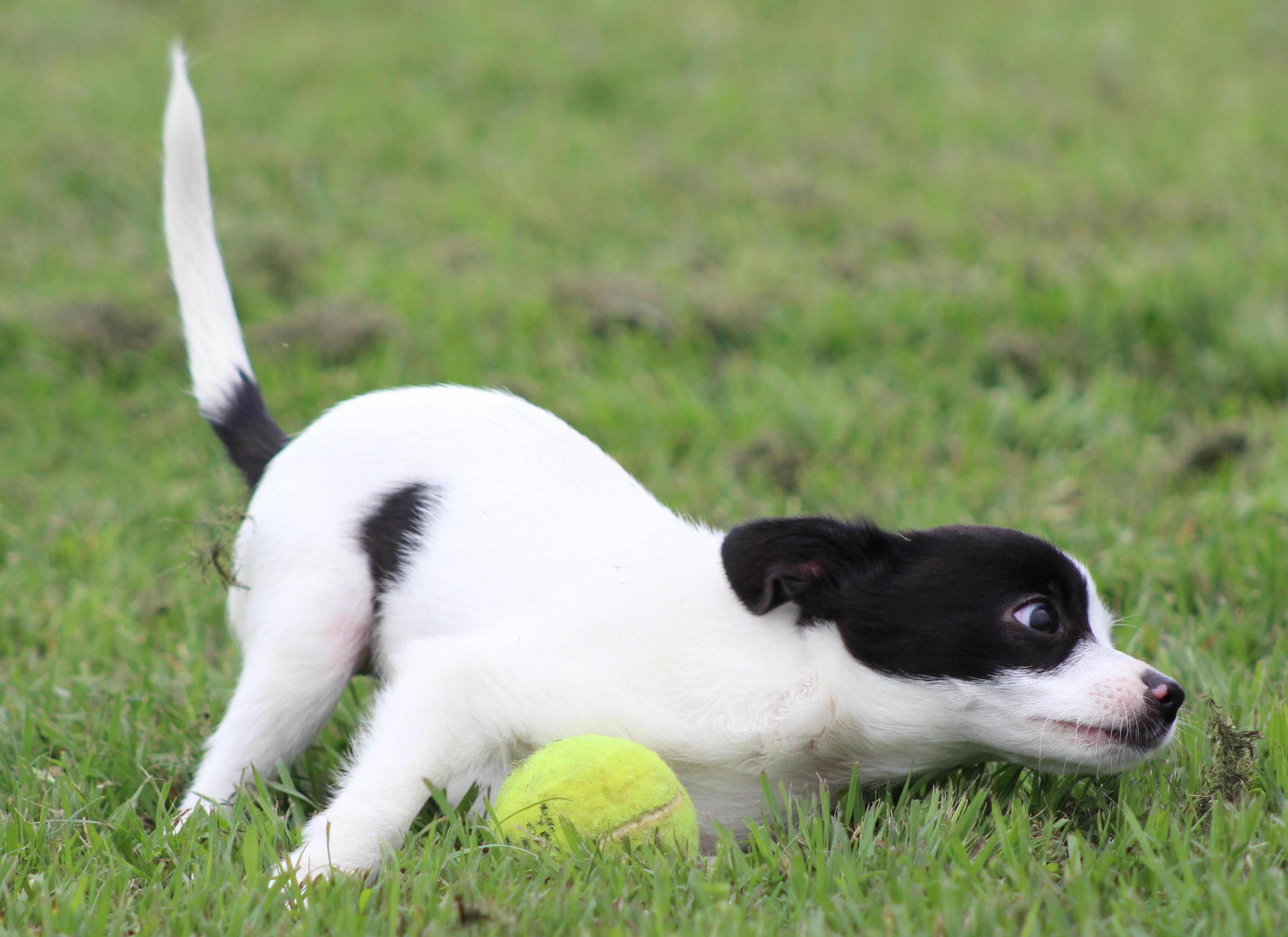 Philip, an adopted mixed breed in Temple, TX image 3/5
