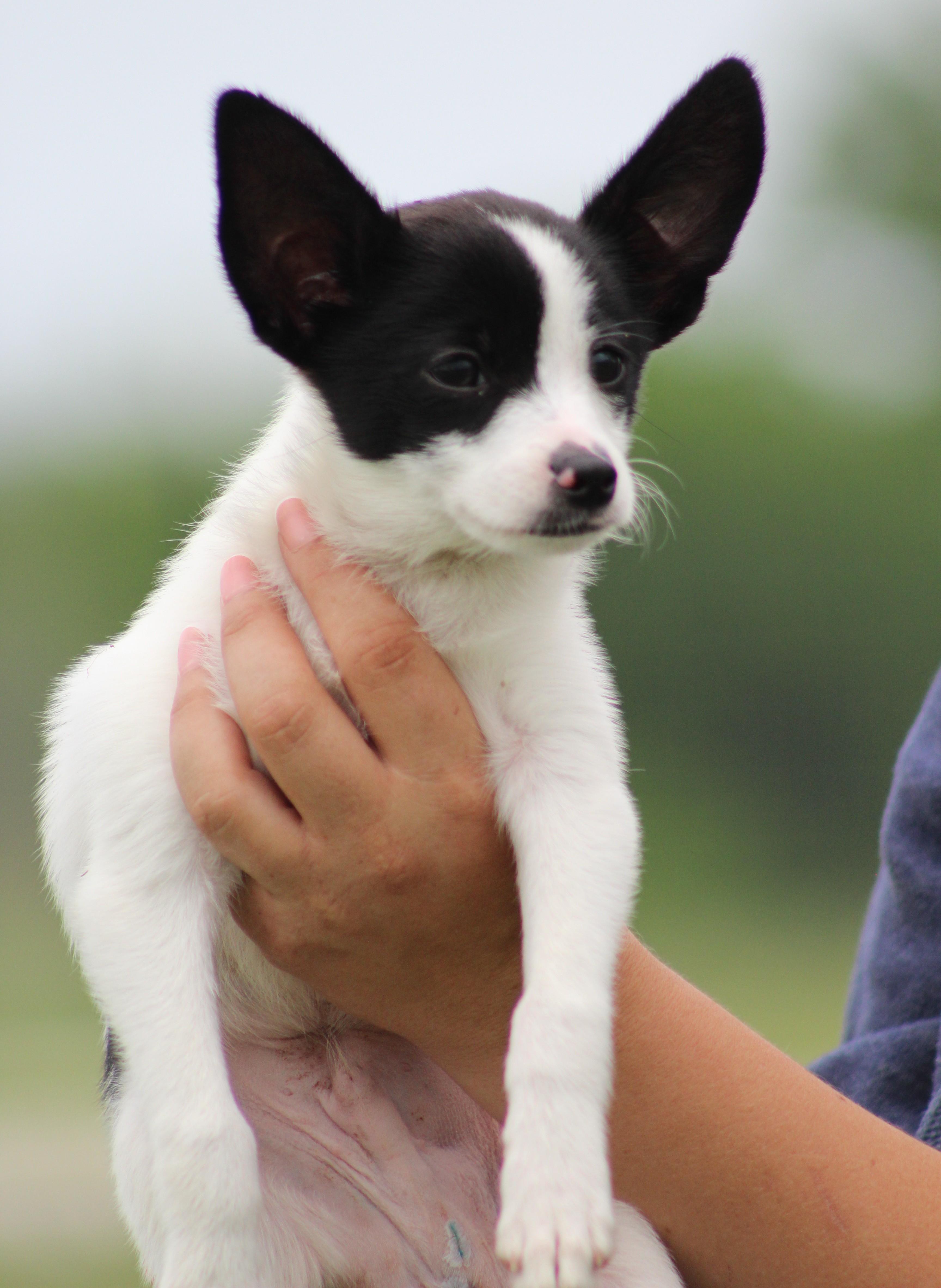 Philip, adopted, Puppy Male Chihuahua & Mixed Breed.