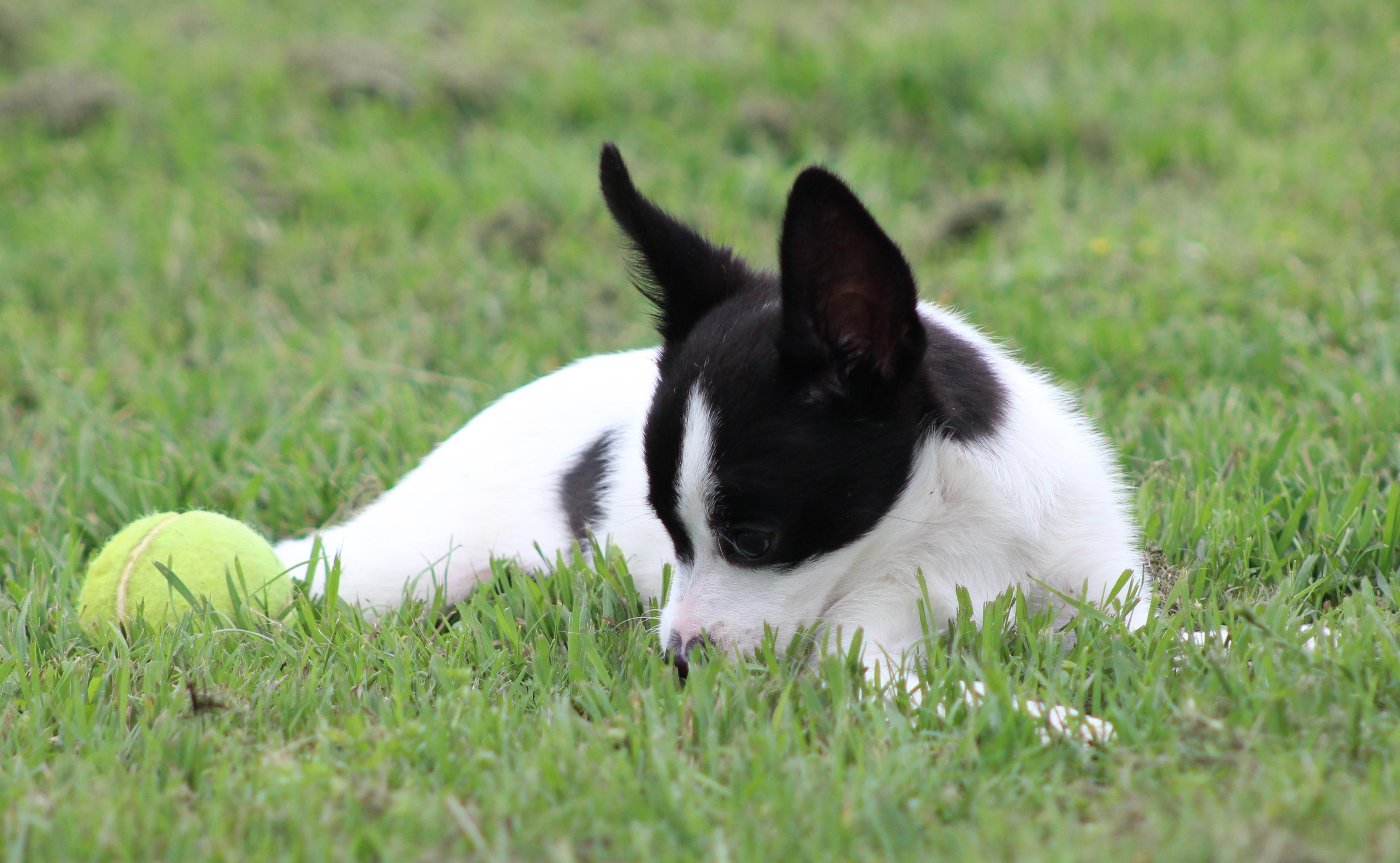 Philip, an adopted mixed breed in Temple, TX image 2/5