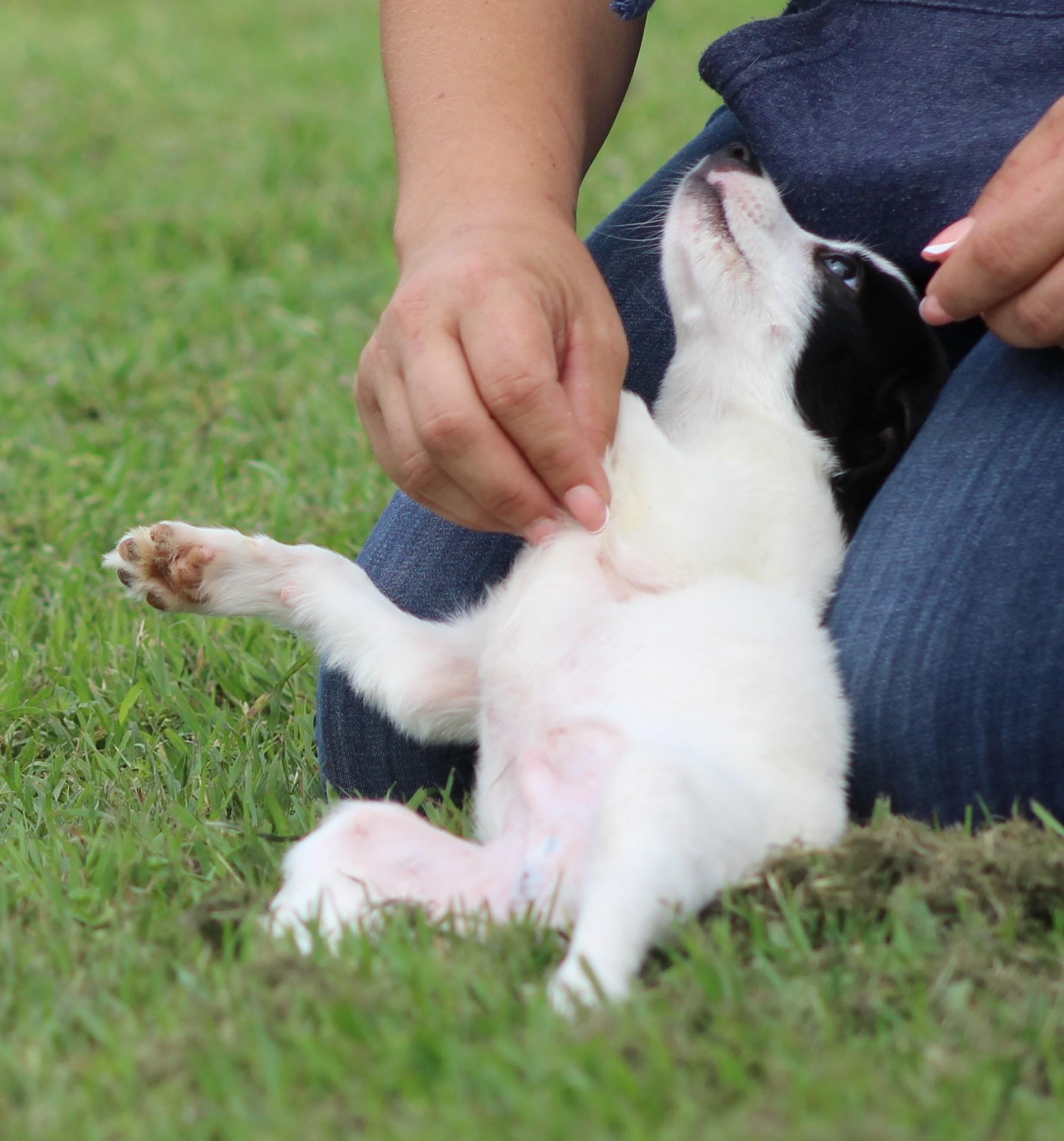Philip, an adopted mixed breed in Temple, TX image 5/5