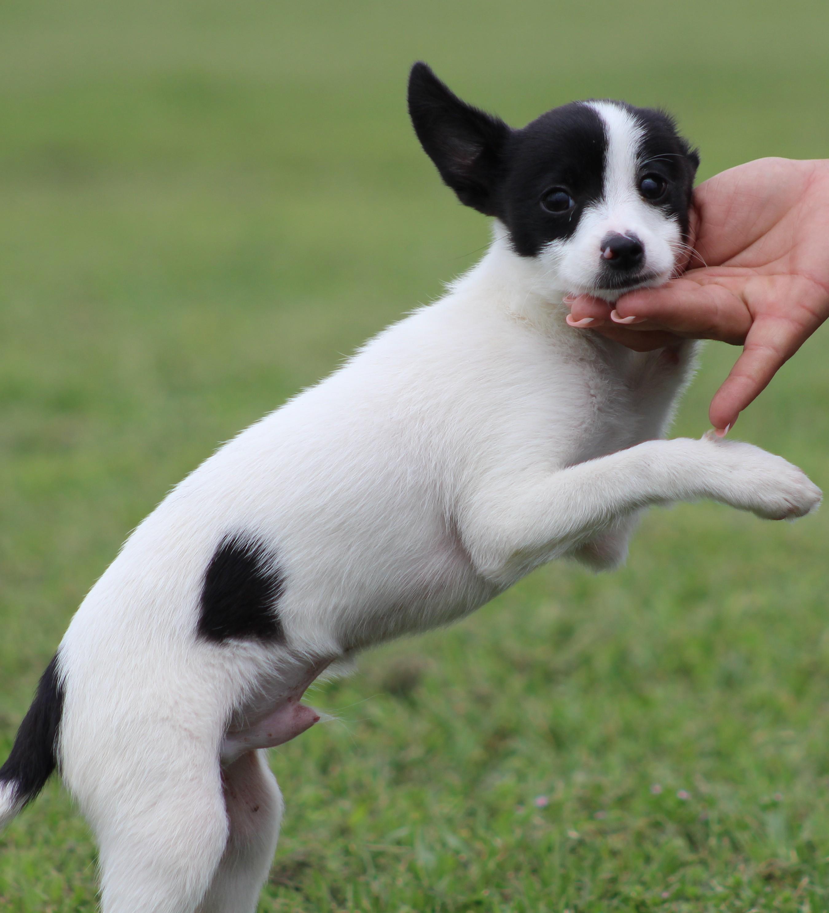 Philip, an adopted mixed breed in Temple, TX image 4/5