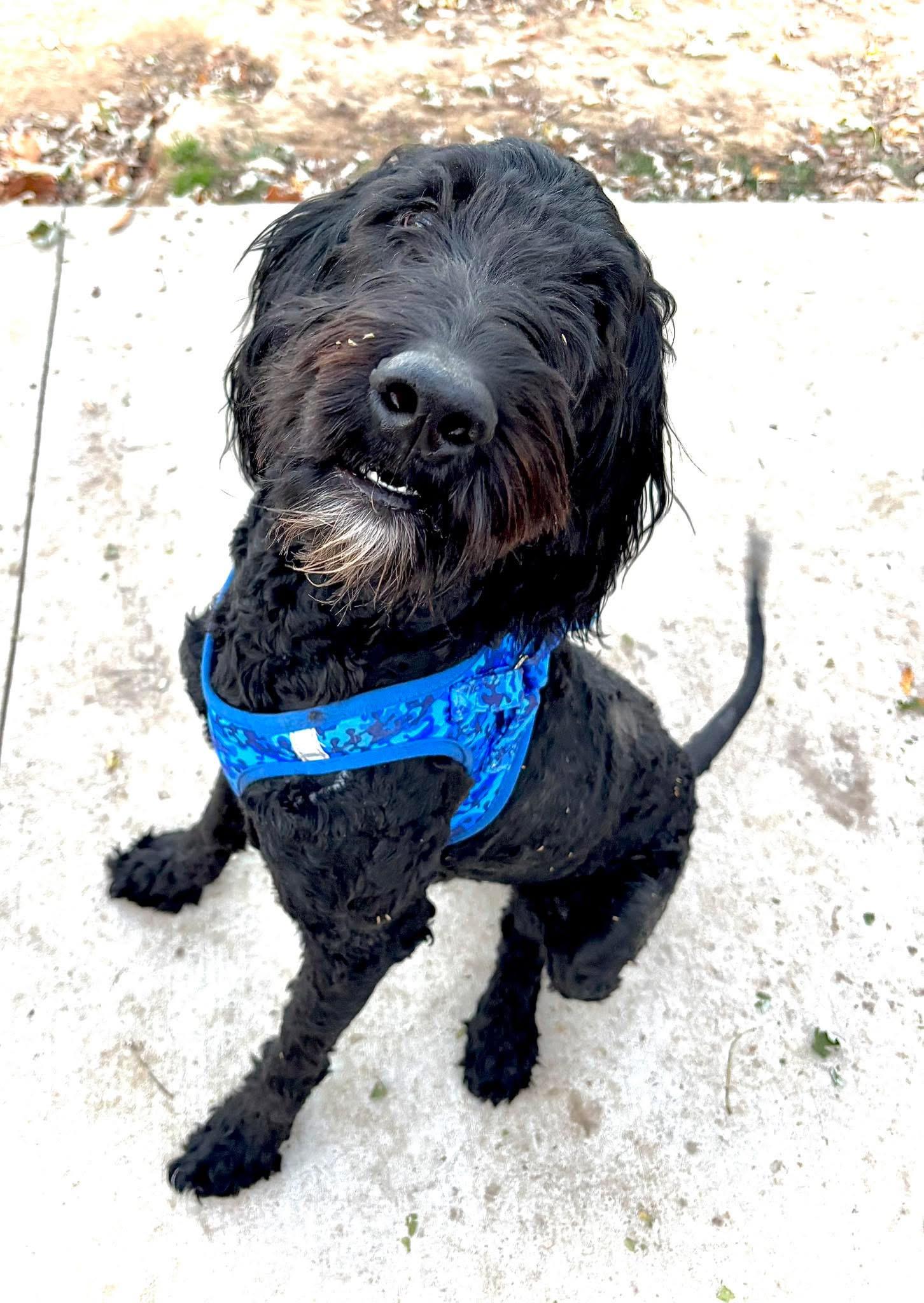 Ozzy, Adoptable, Adult Male Poodle.