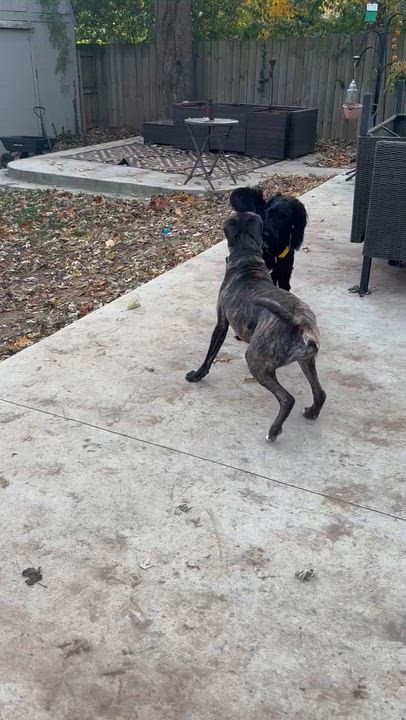 Enlarge Ozzy, an adopted mixed breed in Jeffersonville, IN video 3/4