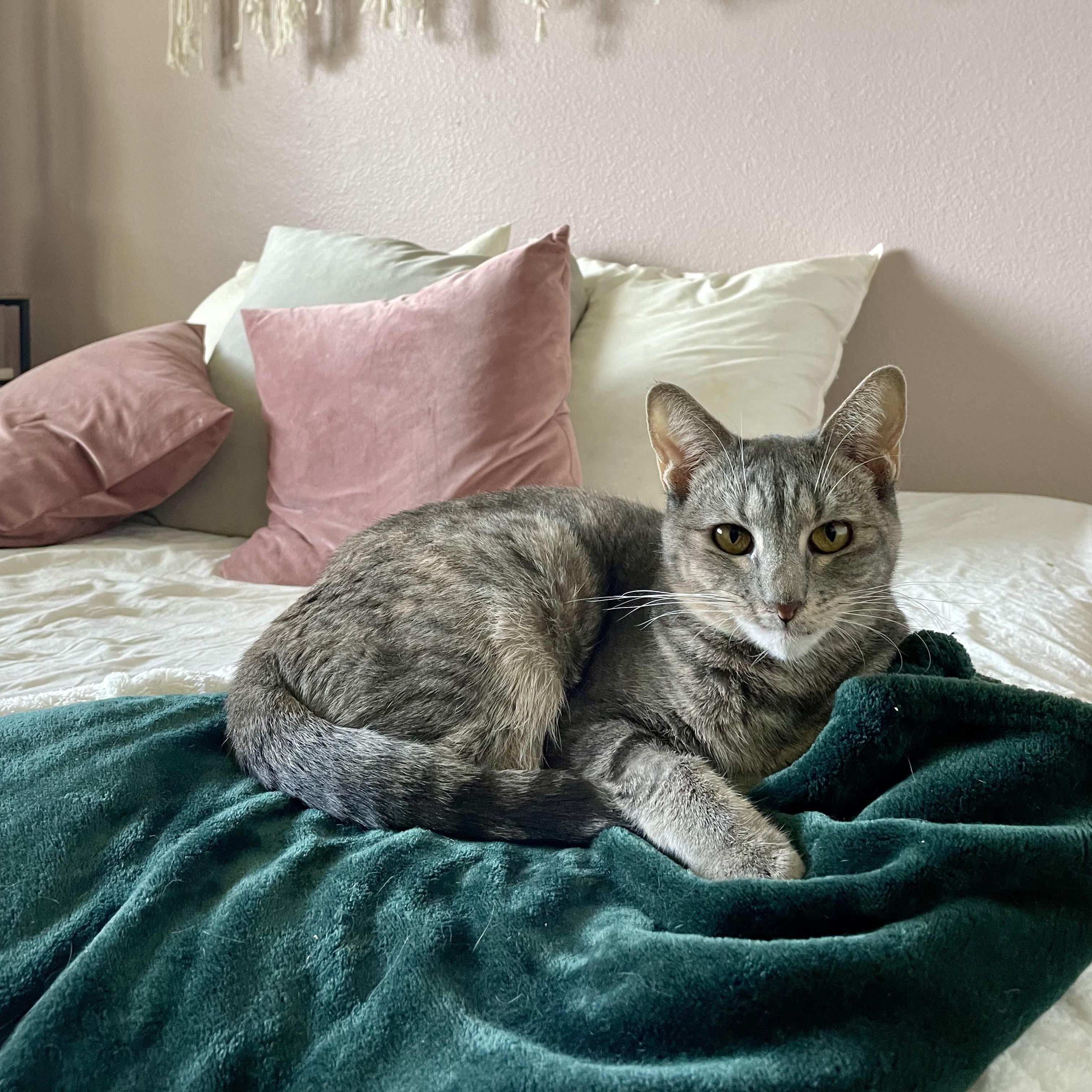 Artie, Adoptable, Young Female American Shorthair.