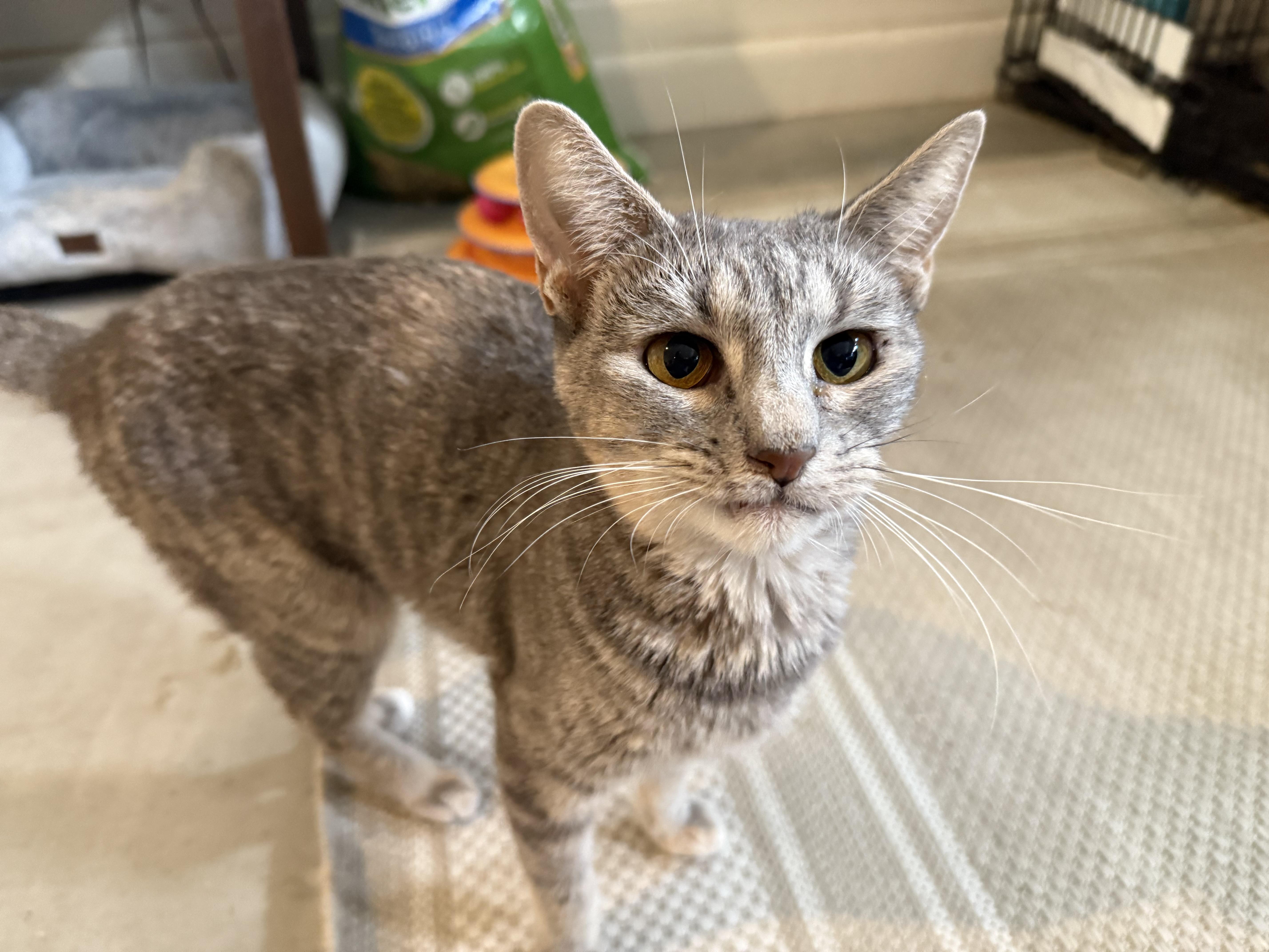 Artie, a Adoptable American Shorthair in Peoria, AZ image 4/4