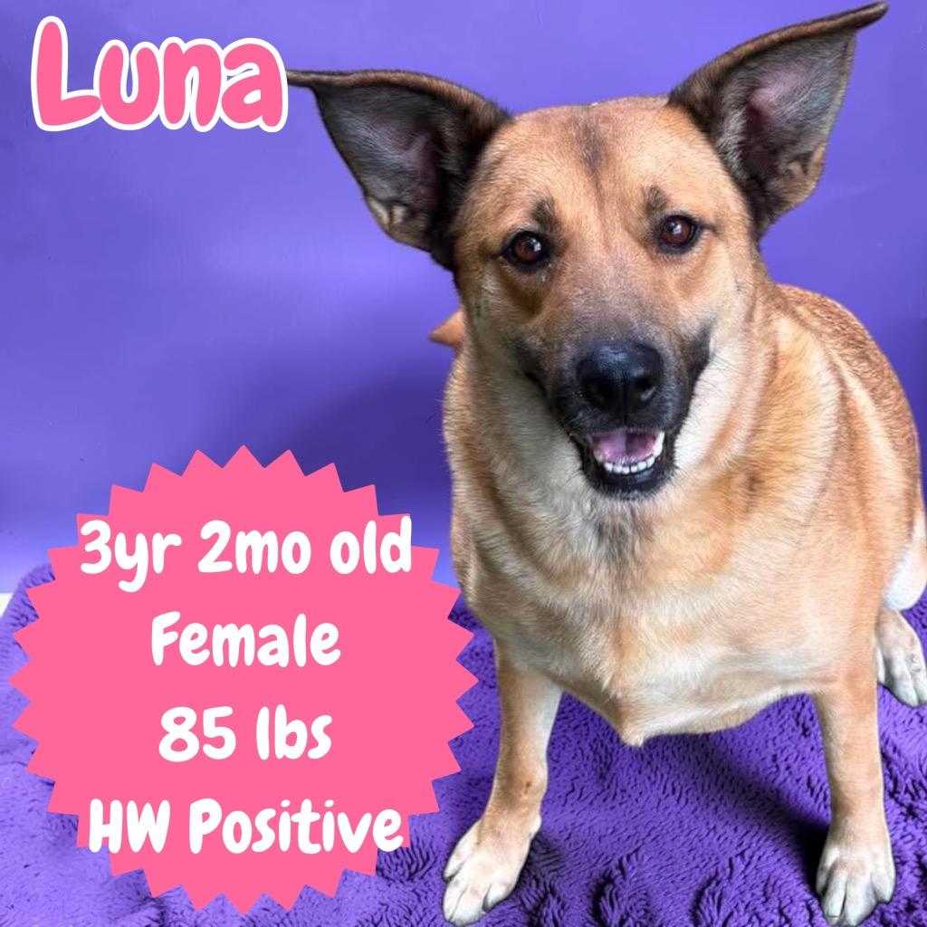 Enlarge Luna, a Adoptable Shepherd in Sorrento, LA image 1/6