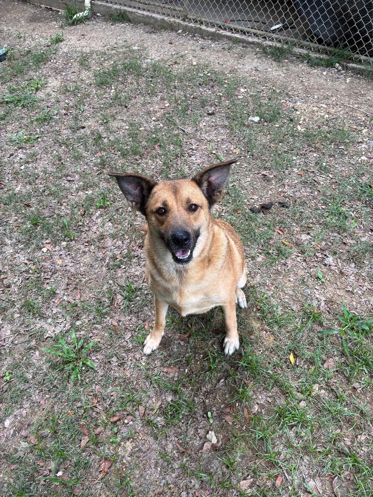 Enlarge Luna, a Adoptable Shepherd in Sorrento, LA image 2/6