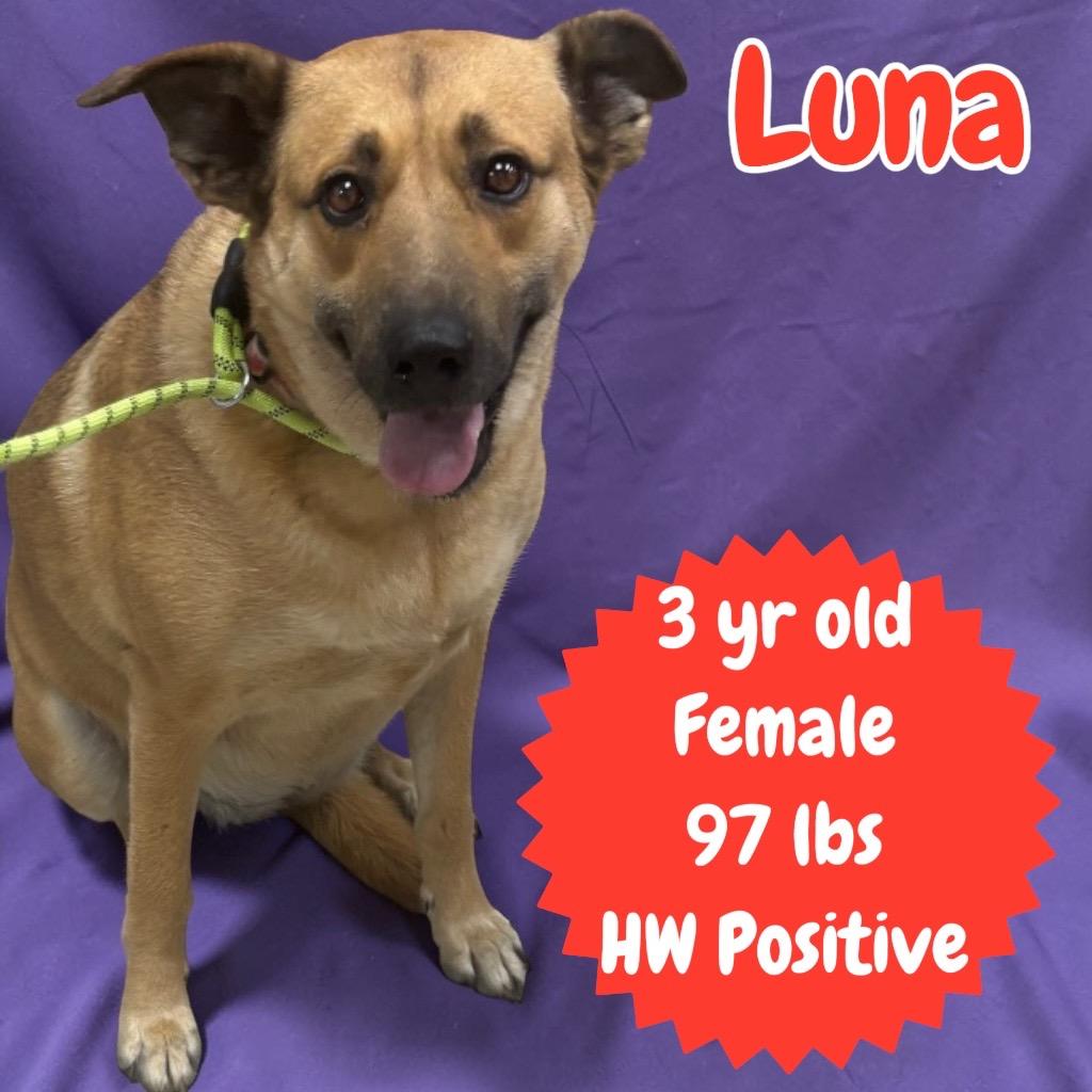 Enlarge Luna, a Adoptable Shepherd in Sorrento, LA image 3/6
