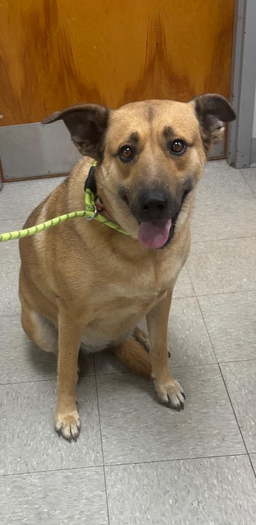 Enlarge Luna, a Adoptable Shepherd in Sorrento, LA image 4/6