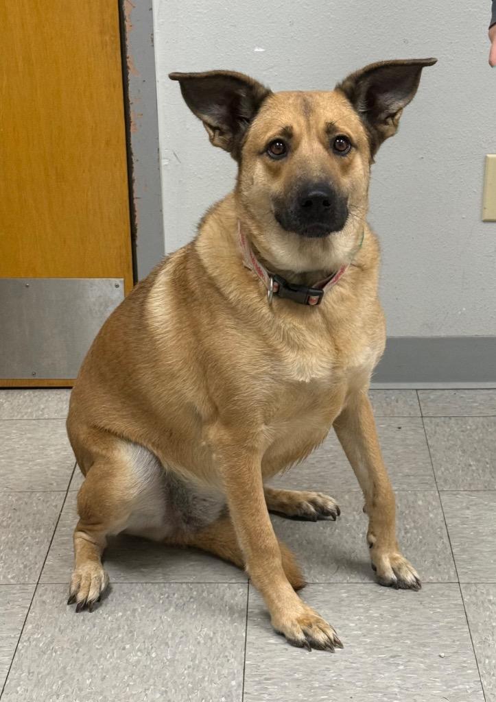 Enlarge Luna, a Adoptable Shepherd in Sorrento, LA image 5/6