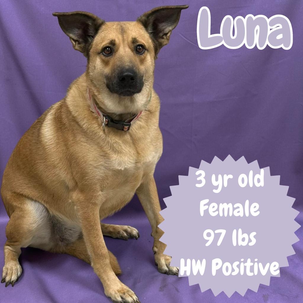 Enlarge Luna, a Adoptable Shepherd in Sorrento, LA image 6/6