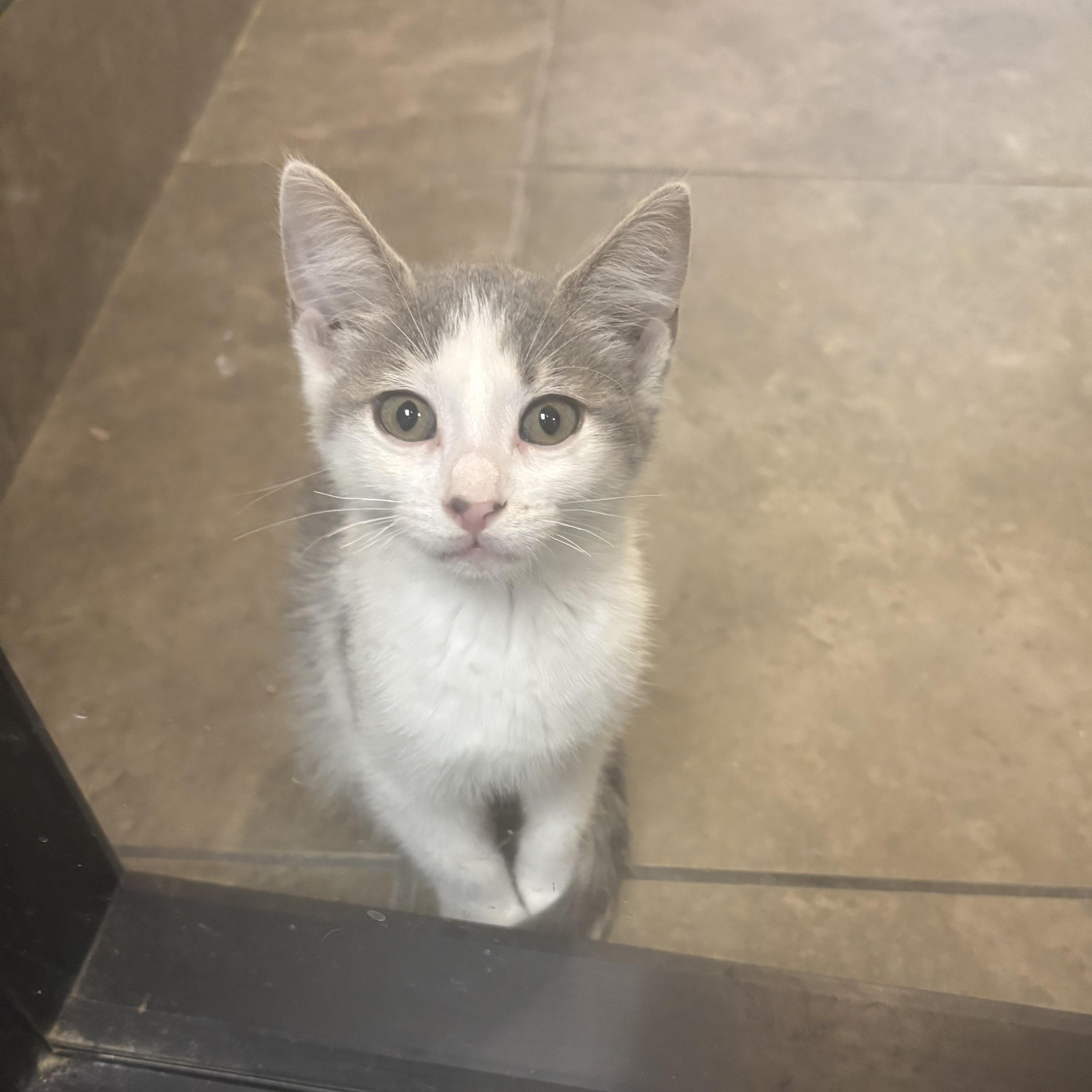 Enlarge Slinky, an adopted Domestic Short Hair in Dubuque, IA image 1/1