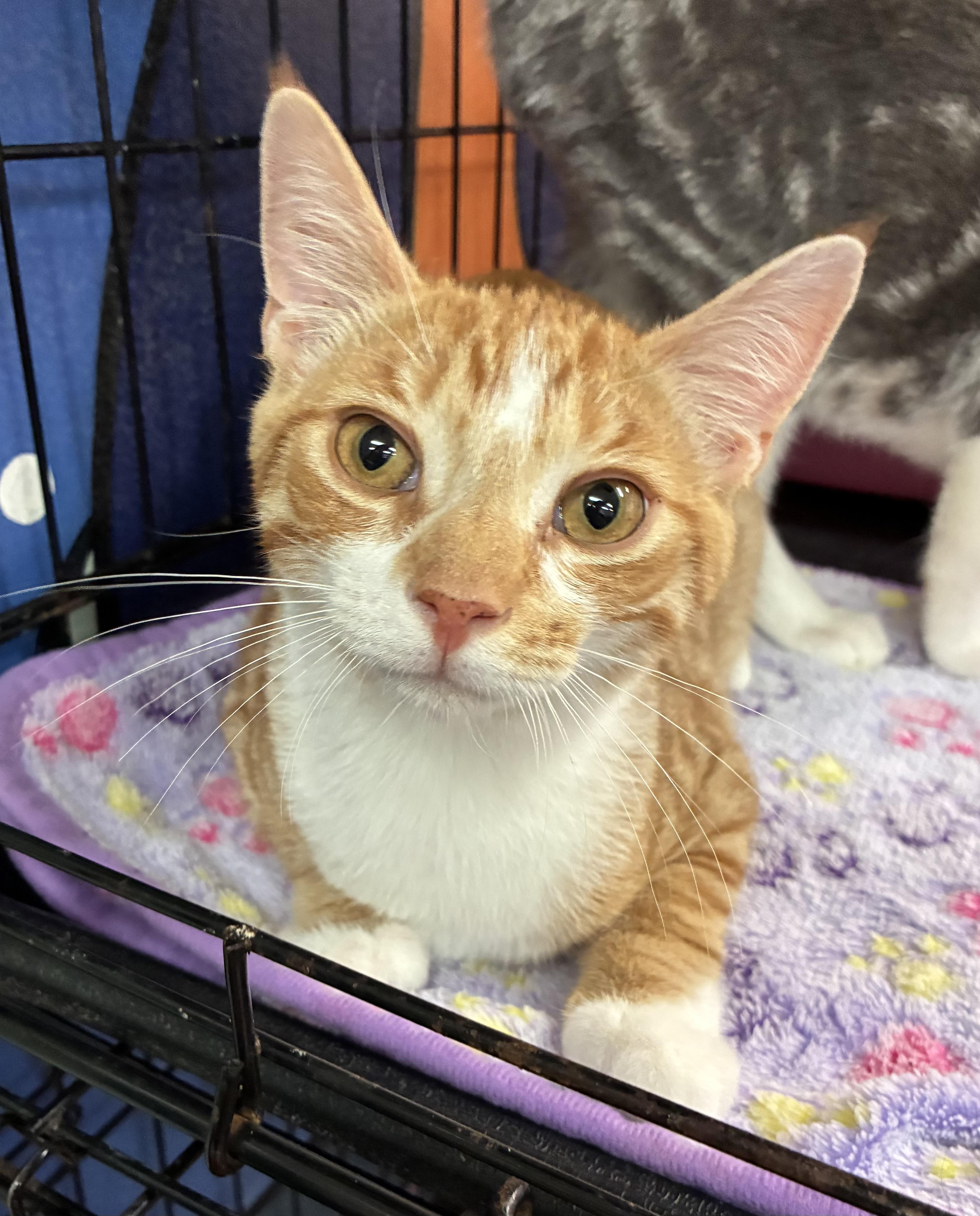Enlarge Lester, an adopted Domestic Short Hair in Breinigsville, PA image 2/4
