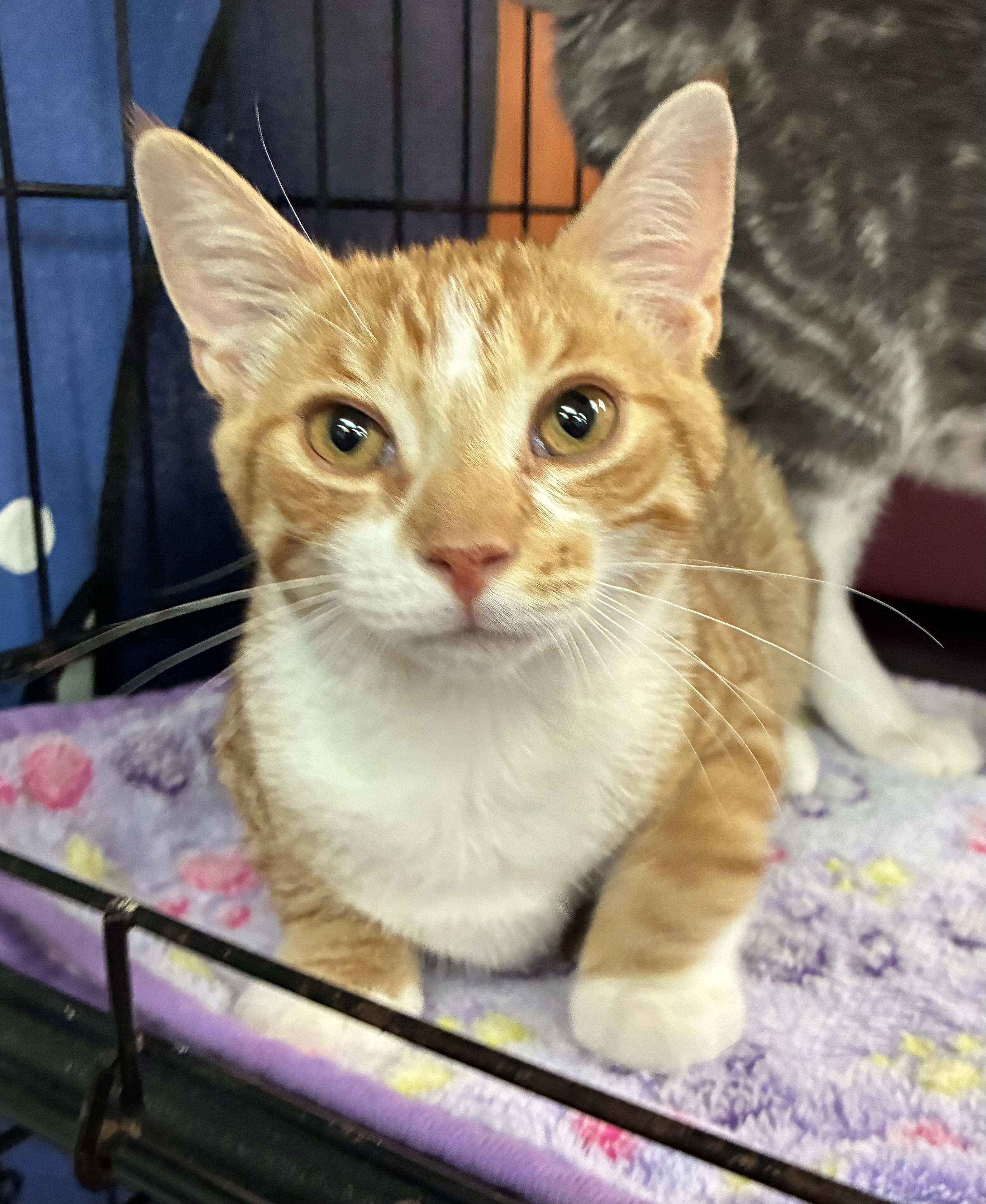 Lester, adopted, Kitten Male Domestic Short Hair.