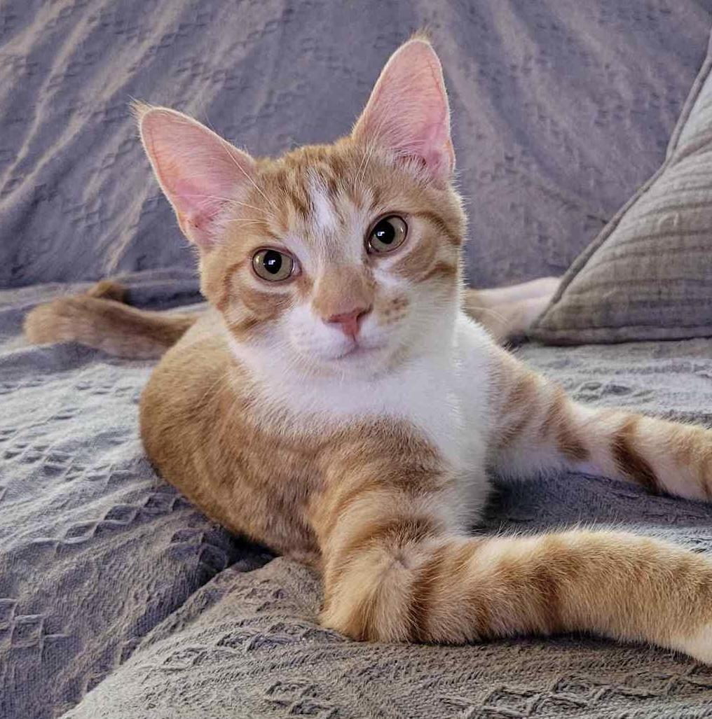 Enlarge Lester, an adopted Domestic Short Hair in Breinigsville, PA image 4/4