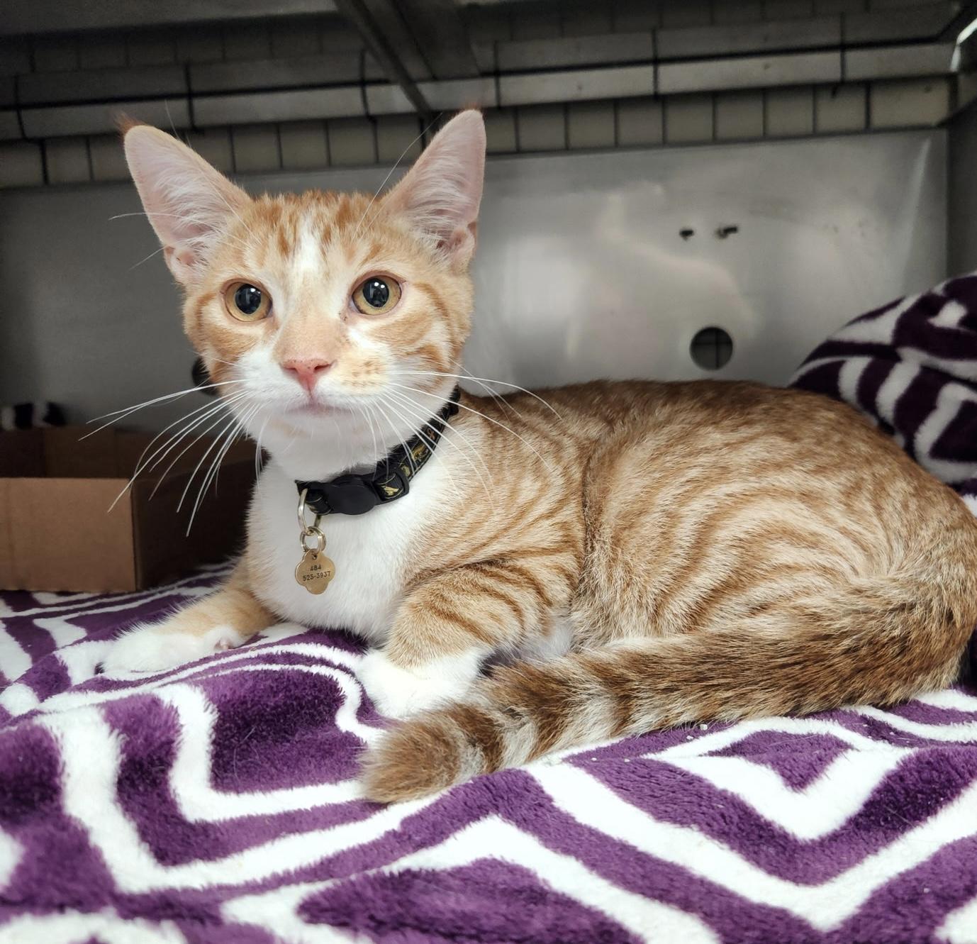 Enlarge Lester, an adopted Domestic Short Hair in Breinigsville, PA image 3/4