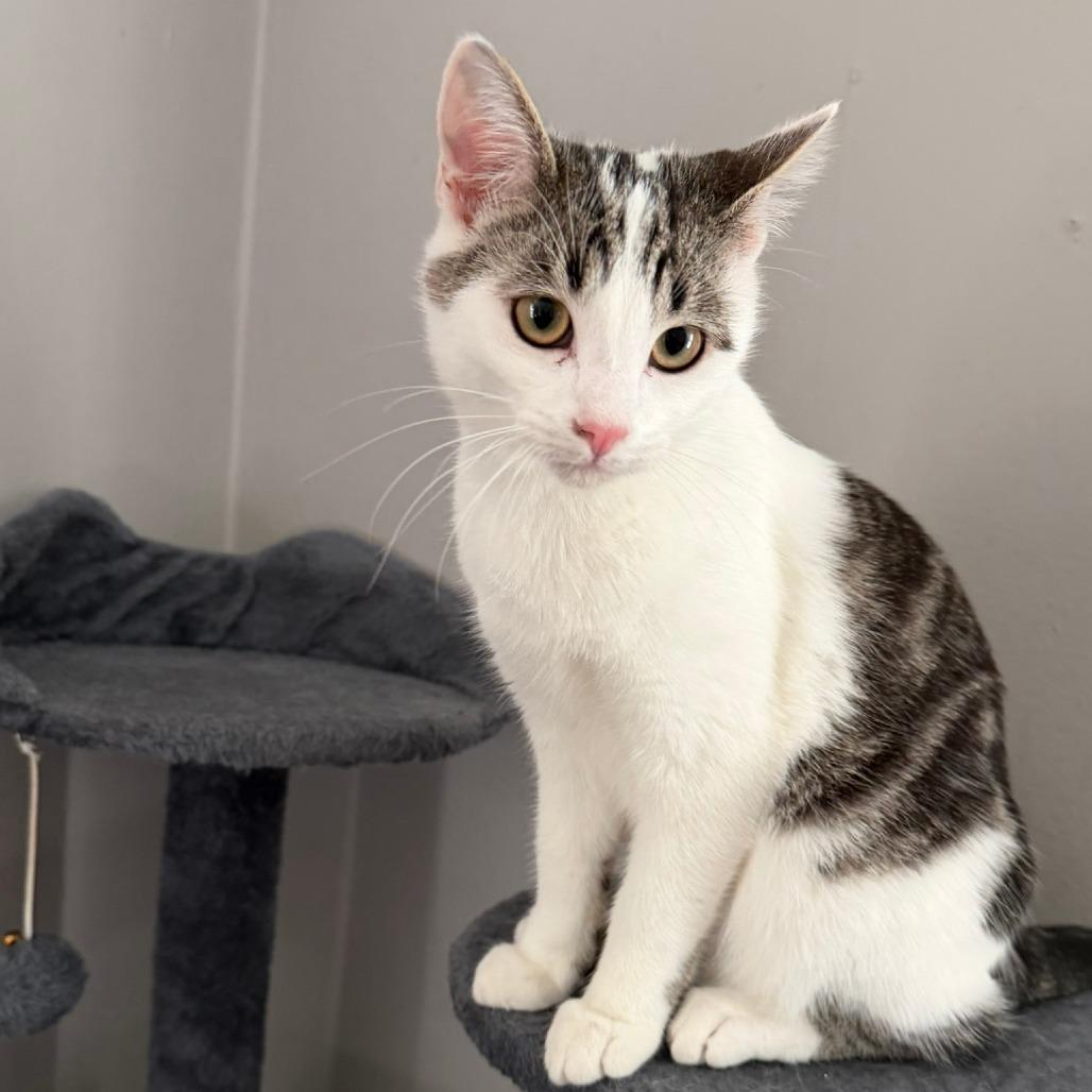 Eli, a Adoptable Domestic Short Hair in Sand Springs, OK image 2/4