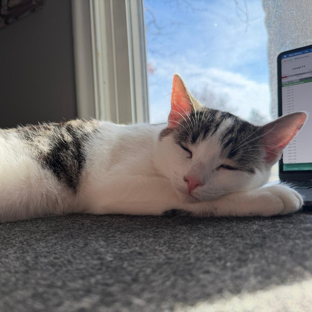 Eli, a Adoptable Domestic Short Hair in Sand Springs, OK image 3/4