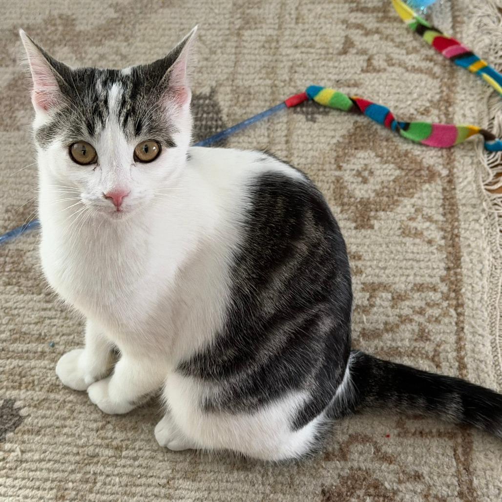 Eli, a Adoptable Domestic Short Hair in Sand Springs, OK image 4/4