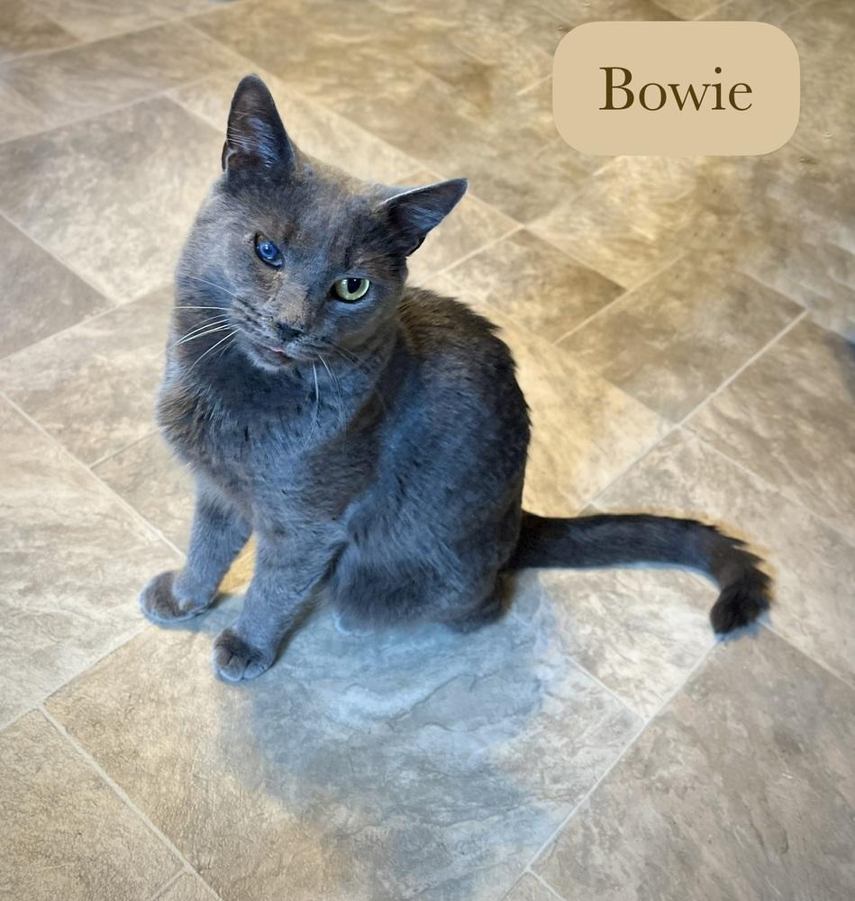Enlarge Bowie, a Adoptable Domestic Short Hair in Chalfont, PA image 5/6