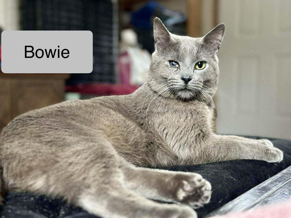Enlarge Bowie, a Adoptable Domestic Short Hair in Chalfont, PA image 1/5