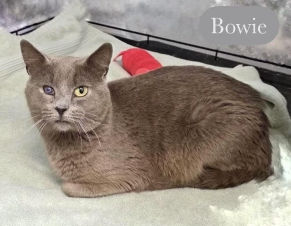 Enlarge Bowie, a Adoptable Domestic Short Hair in Chalfont, PA image 2/5